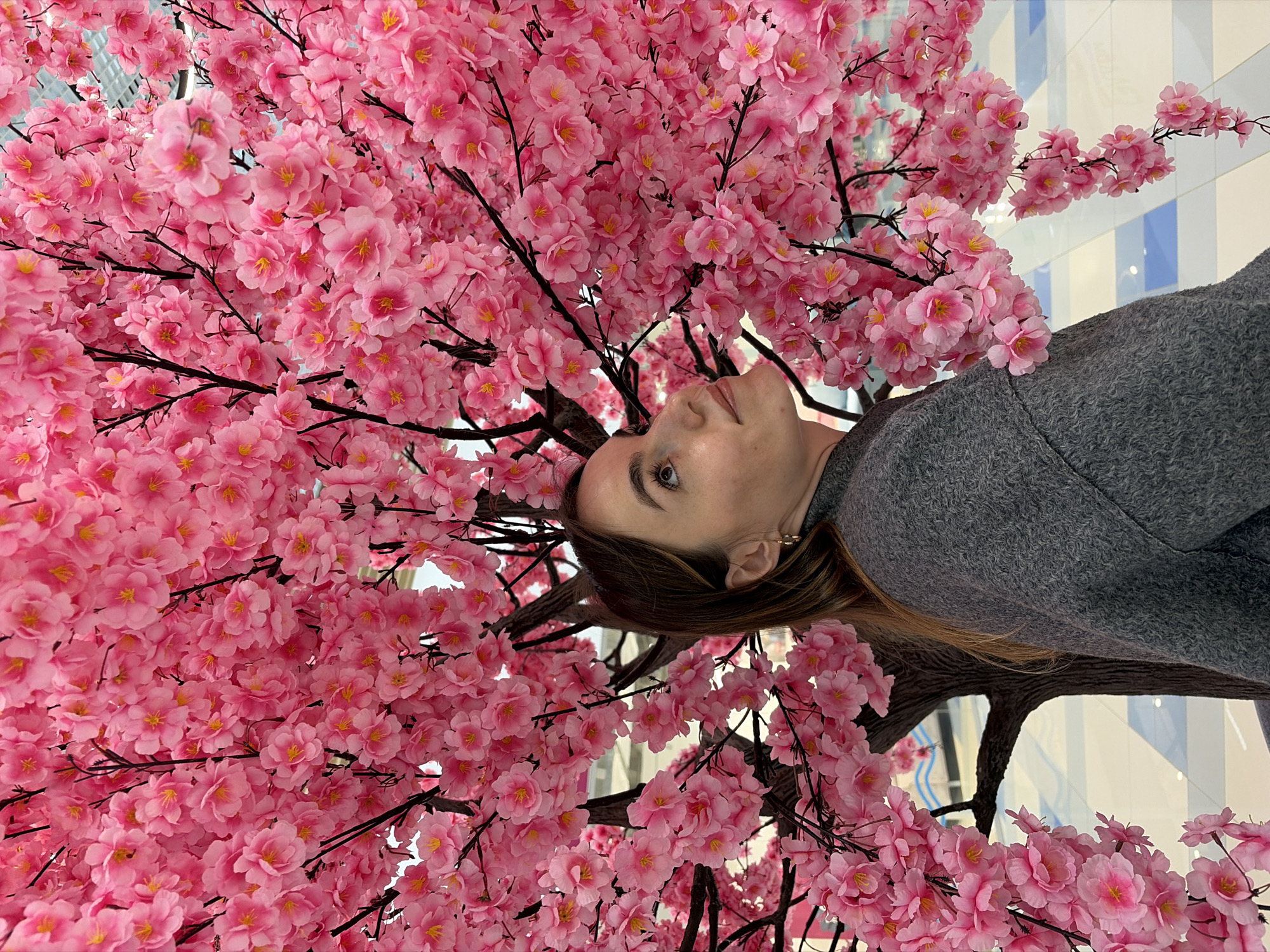A young woman is seen from a low angle, framed by a pink flowering tree. She is wearing a gray sweater. The background appears to be a building interior with light-colored walls and blue stripes. Based on the location provided, the image could be taken indoors in Izhevsk, Russia, although no specific landmarks confirming this are visible in the frame.