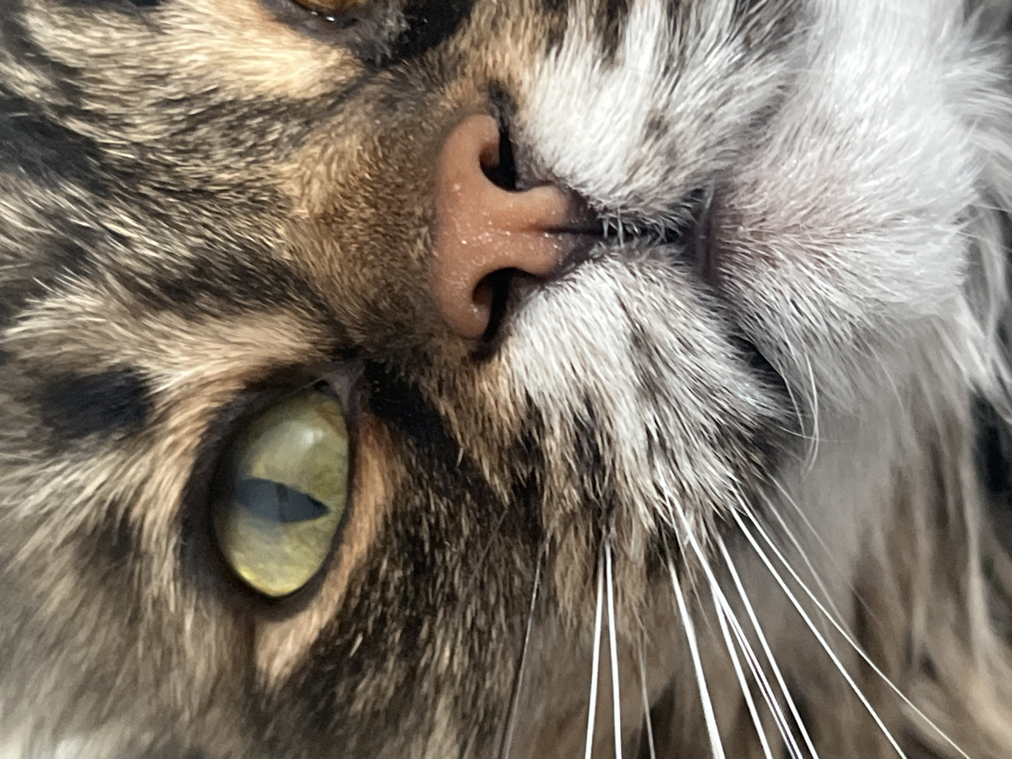 The image is a close-up, eye-level, macro photograph of a cat's face. The cat has tabby markings with brown, black, and white fur. Its left eye, which is prominent in the frame, is a vivid yellow-green with a dark, vertical pupil. The cat's nose is a pinkish-brown with a textured surface. Long, white whiskers extend from the sides of its muzzle. The background is blurred, suggesting a shallow depth of field, and the focus is entirely on the cat's facial features. There is no discernible environment or location, including any reference to the city of Chelyabinsk, Russia.