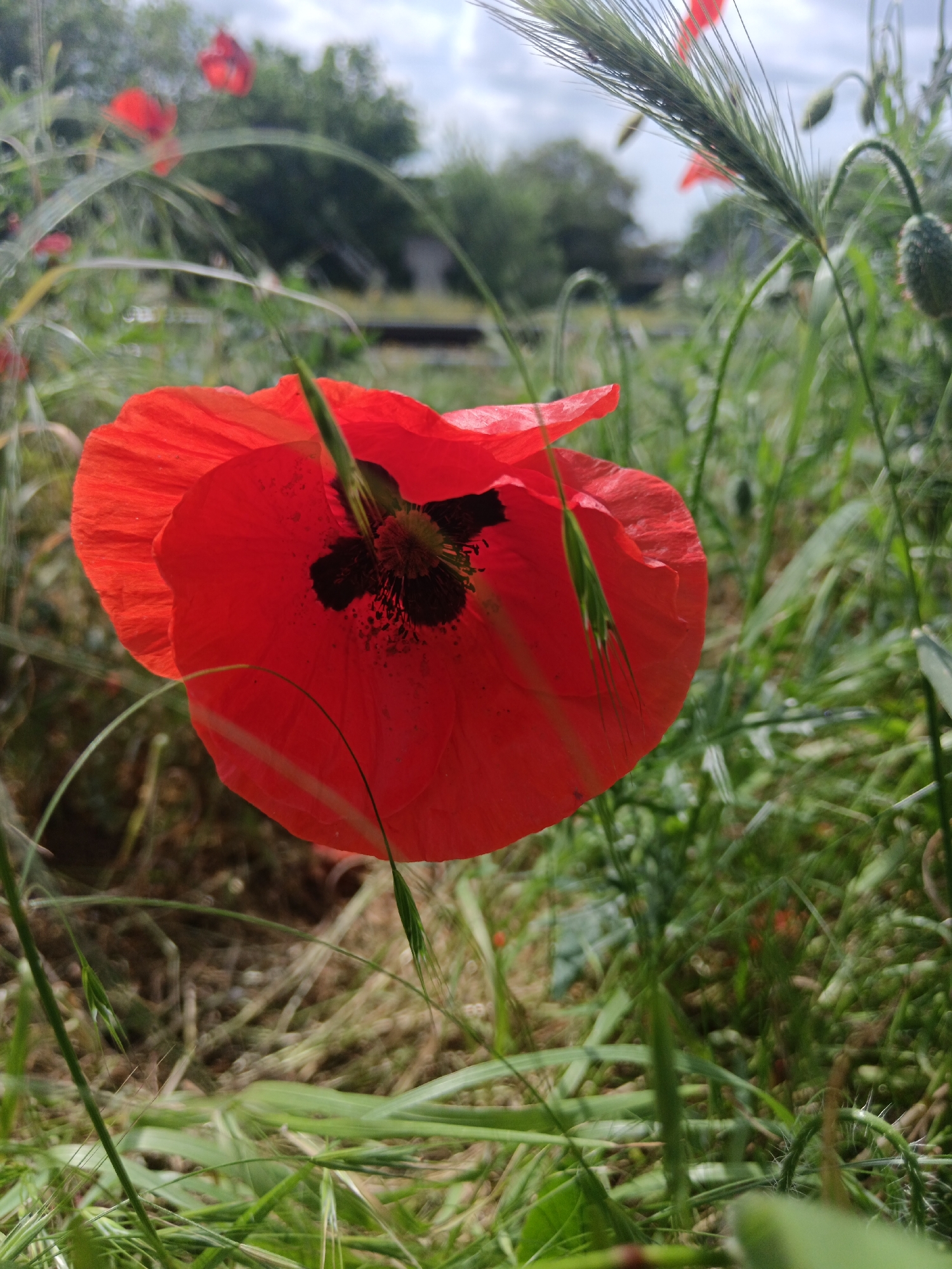 The image shows a close-up of a red poppy flower in a field of green grass and other vegetation. The poppy has a dark center and bright red petals, with blades of grass growing among the petals. Other poppies are visible in the background, out of focus. The background also includes greenery and a blurred glimpse of what appears to be a building or structure. The sky is overcast. The location, Rostov-on-Don, Russia, is not evident from the visual content of the image.