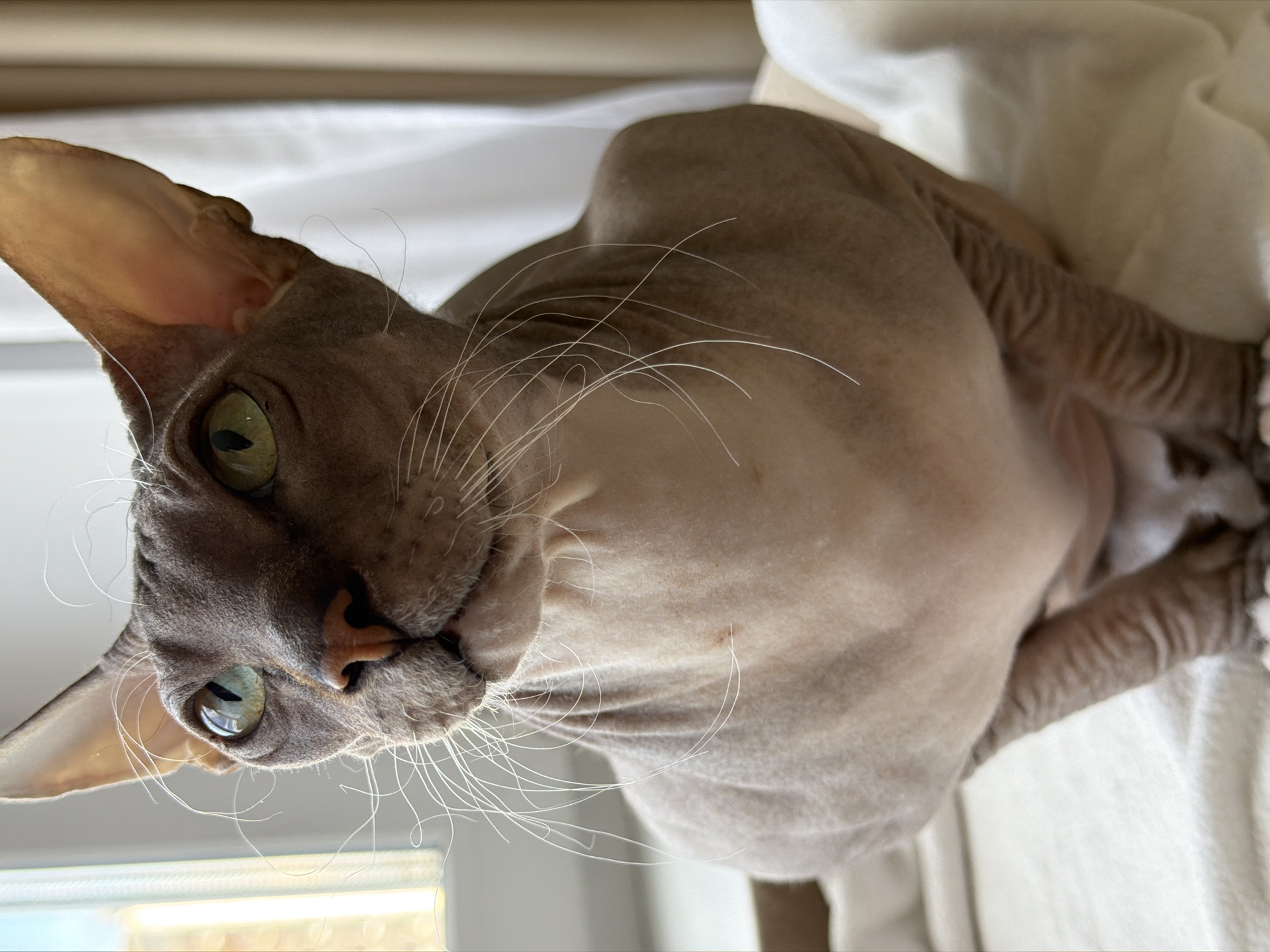 A close-up, slightly rotated view of a Sphynx cat. The cat has greyish-brown skin with wrinkles and very sparse white whiskers. Its eyes are a light green color. The cat appears to be lying on a white fabric surface. The background is blurred but appears to be an indoor setting. No evidence suggests this photo was taken in Izhevsk, Russia.