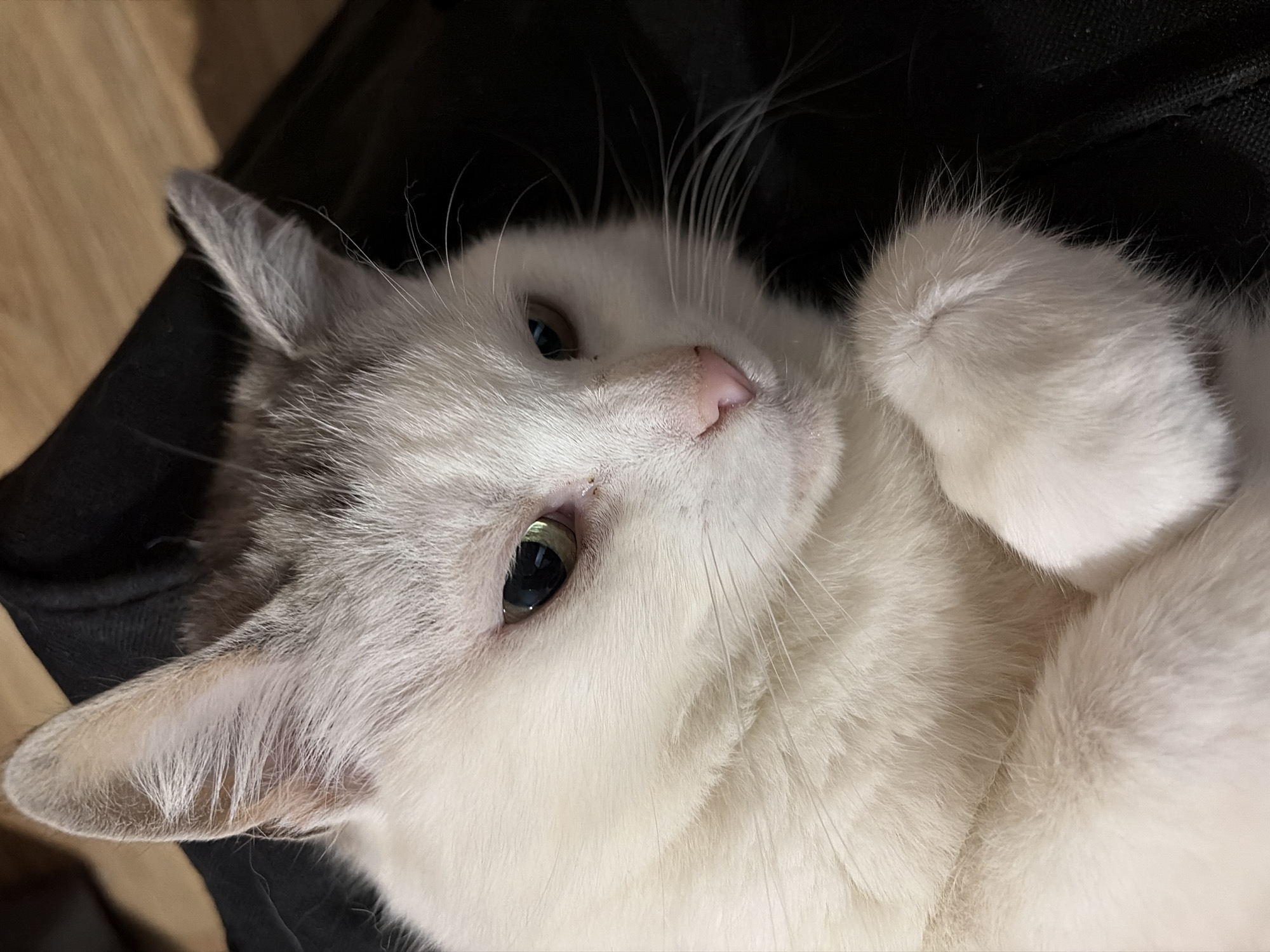 A white cat with gray markings on its head and ears is lying down on a dark surface. The cat is looking to the right of the frame with its eyes partially closed. Its front paws are tucked underneath its chin, and its fur is soft and fluffy. The background is dark and out of focus, making the cat the central subject of the image. There is no discernible connection to the city of Lublin, Poland.
