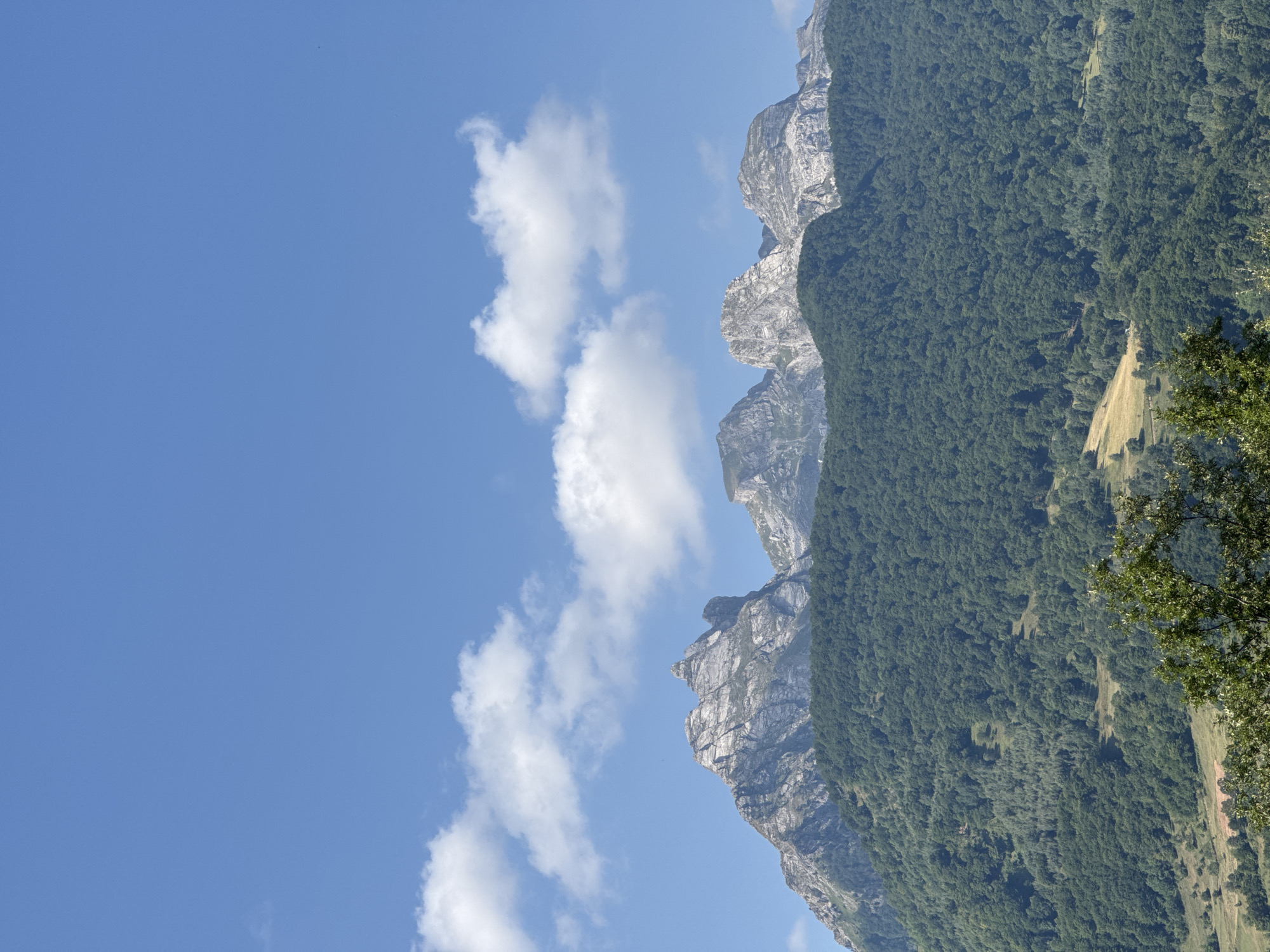 A wide shot captures a majestic mountain range in Montenegro, under a clear blue sky dotted with fluffy white clouds. The lower slopes of the mountains are covered in a dense, verdant forest, creating a striking contrast with the rugged, grey rock faces that rise above. The peaks are sharp and dramatic, with visible layers and textures in the rock. In the foreground, the lower portion of the image shows the edge of a tree with green leaves, partially obscuring the view of the forest below. The scene appears to be a natural landscape, possibly a rural area or a national park, in or around the city of Dragovića Polje, Montenegro. There are no people or animals visible in the image.