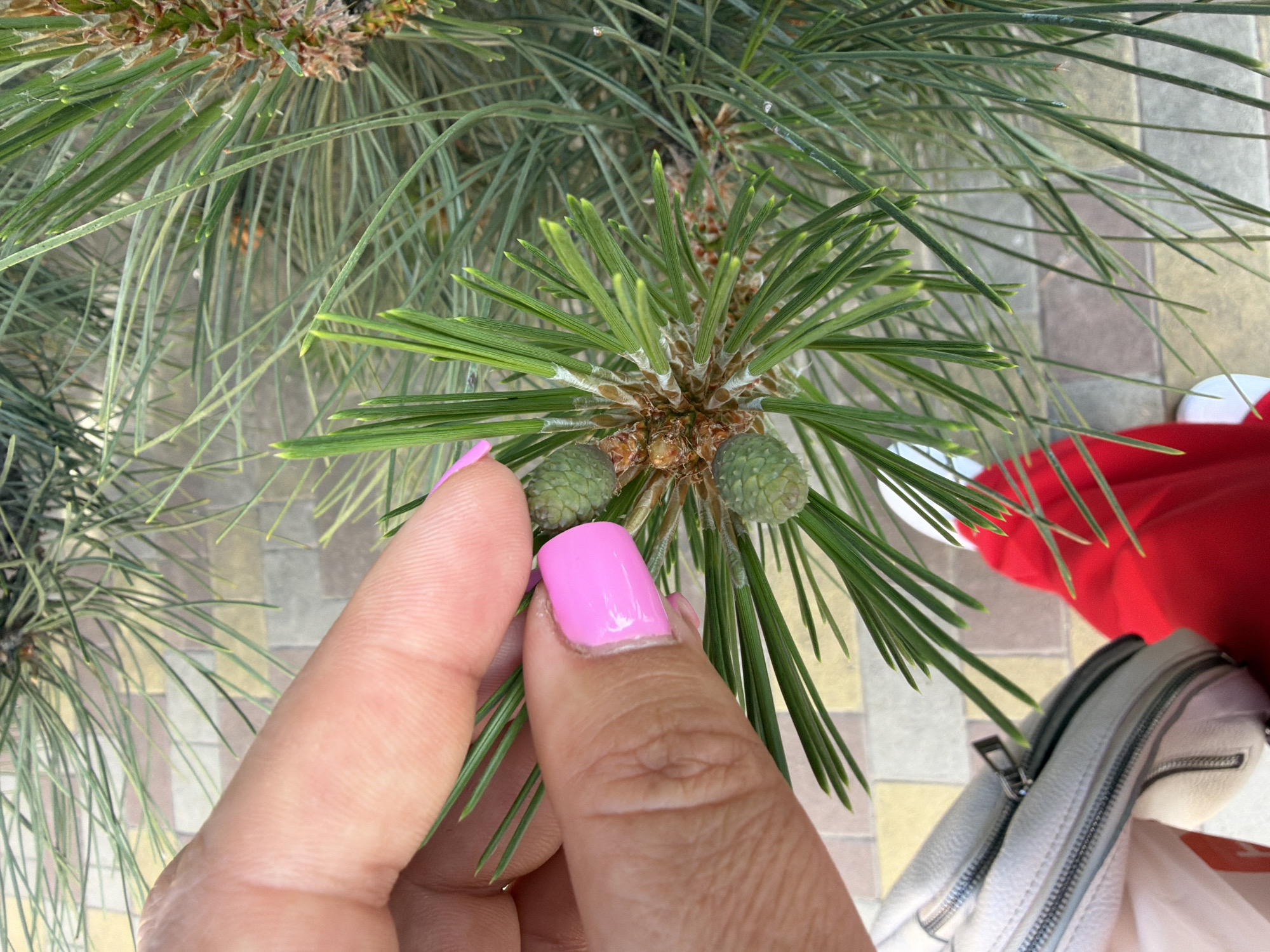 A close-up, high-angle shot captures a person's hand gently touching a pine branch with two small, nascent green pine cones. The hand, with fingernails painted a vibrant pink, is positioned among the green pine needles, which extend towards the camera and form the primary subject of the image. The branch shows new growth, with fresh, bright green needles emerging from a central bud.
In the blurred background, a patterned, light-colored paved ground is visible, suggesting an outdoor setting like a park or pathway. Parts of a light grey or white shoulder bag with visible zippers and a patch of red fabric (possibly clothing) are also seen in the lower right portion of the frame, indicating the presence of another person or the full body of the person whose hand is shown.
The lighting suggests a bright, clear daytime, possibly sunny. The scene evokes a moment of connection with nature, possibly during a leisurely walk in Leningradskaya, Russia. There is no visible text in the image.