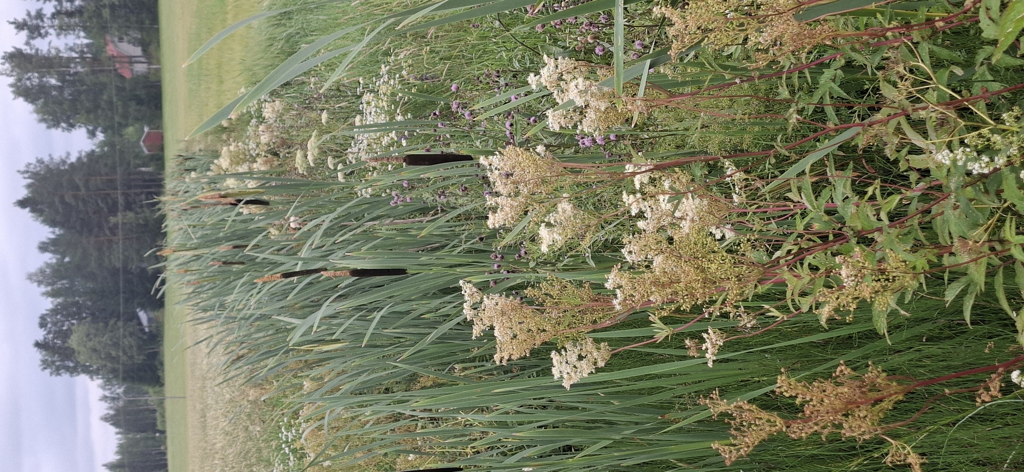The image depicts a natural scene in Orimattila, Finland, featuring a ditch filled with various plants. Tall, green cattails with brown seed heads dominate the foreground, interspersed with clusters of delicate white and pale brown wildflowers. Behind the ditch, a field of golden wheat or barley extends towards a treeline of mixed deciduous and coniferous trees. In the distance, partially obscured by the trees, are two small buildings, one red and one white with a red roof, suggestive of a rural or semi-rural setting. The sky is overcast, indicating a cloudy day. The overall impression is one of a tranquil, natural landscape in the Finnish countryside.