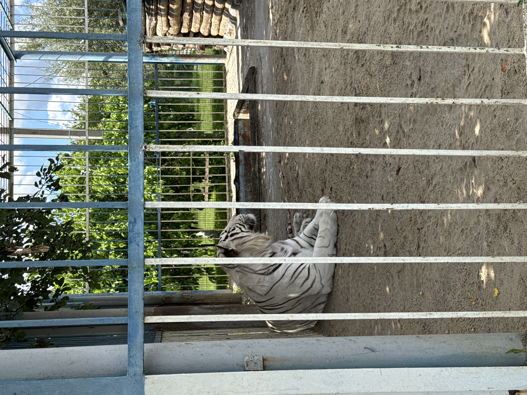 A white tiger lies on the sandy ground within a zoo enclosure. The enclosure is constructed with a metal fence, some parts painted blue and others white, and a concrete pillar is visible on the left. In the background, green trees and a blue sky with white clouds can be seen. To the right of the enclosure, a structure made of logs is present. The overall scene suggests an outdoor exhibit in a zoo. This image was taken in the city of Kotovo, Russia.