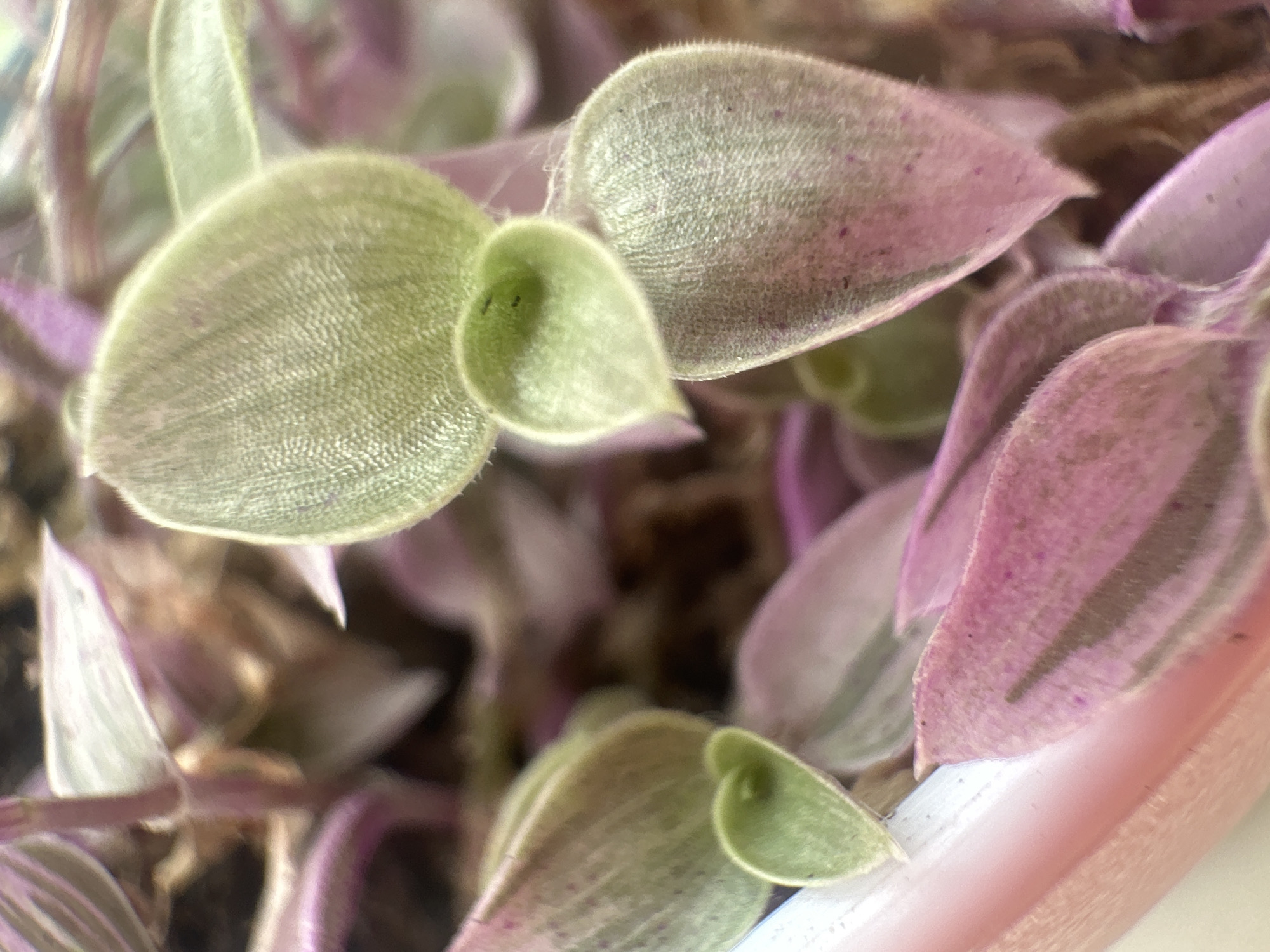 The image is a close-up shot of a plant with fuzzy, oval-shaped leaves. The leaves are a mix of green and pink, with some having stripes. The plant appears to be growing in a light pink pot. The background is blurred, suggesting a shallow depth of field. There are no people or animals visible in the image, nor any discernable landmarks that would indicate a specific location in Maladzyechna, Belarus. The image focuses entirely on the texture and colors of the plant's foliage.