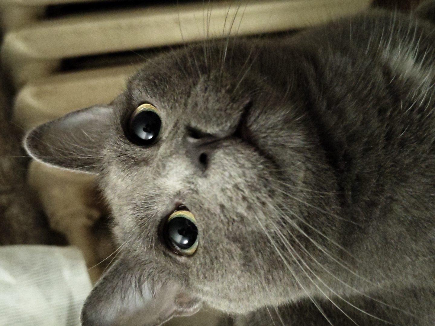 A close-up, eye-level, portrait shot captures a grey cat's face from the shoulders up. The cat, with its head tilted slightly to the right, looks directly into the camera. Its large, round, dark eyes are wide open, with noticeable pupils and bright yellow irises. The cat's ears are pointed upwards, and its whiskers are spread widely. The background is blurred, with a light-colored, textured surface on the left and vertical, light-colored, ridged structures on the right.