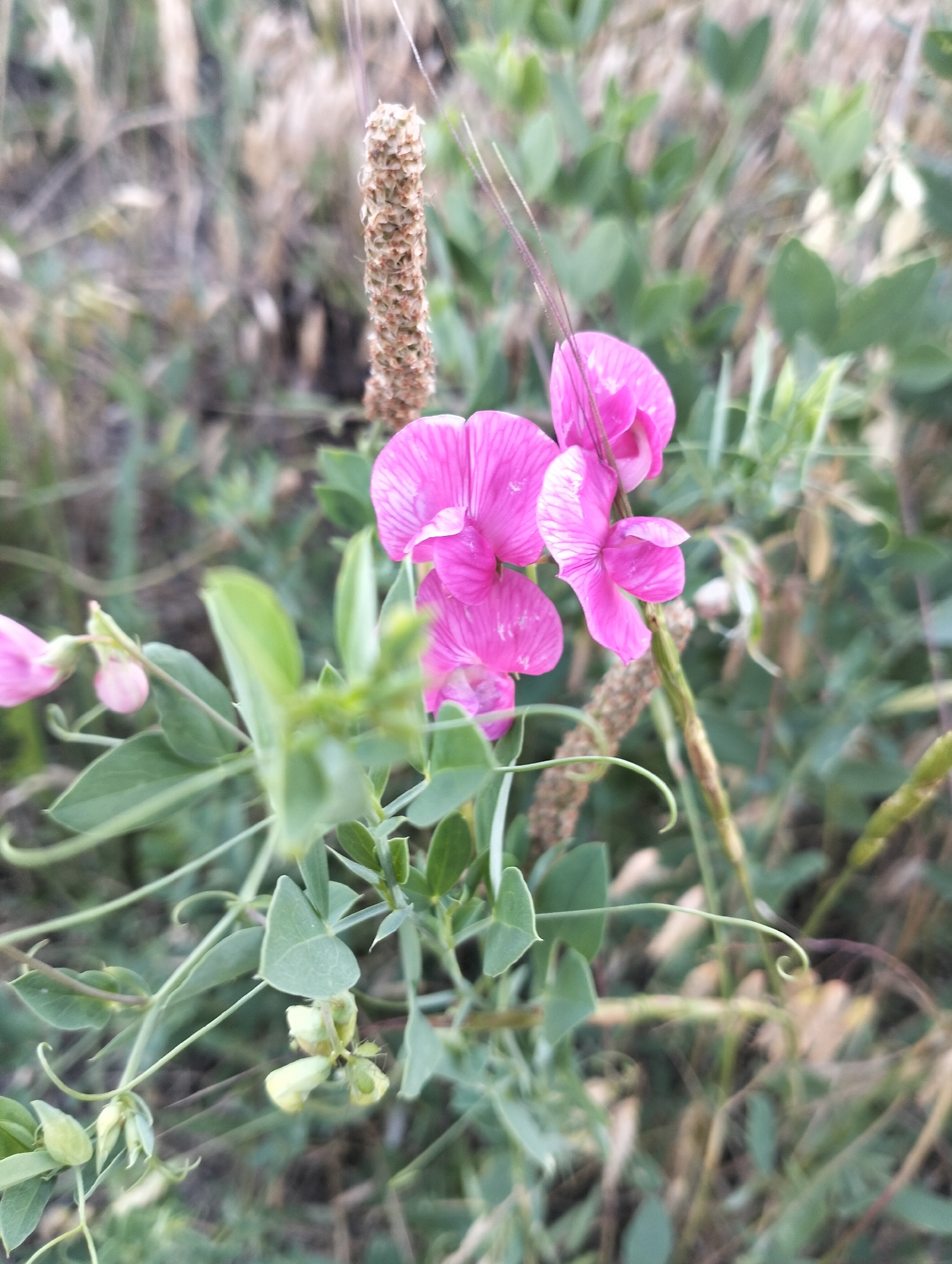 In an outdoor, natural environment, a cluster of vibrant pink pea flowers is in sharp focus. The flowers are delicate, with intricate petal structures and fine lines. They are attached to a vining plant with slender green stems and leaves. Some of the plant's tendrils are curled and delicate. In the background, a dry, seed-bearing stalk stands vertically. The overall impression is one of natural growth and floral beauty. The location is Unknown, Unknown.