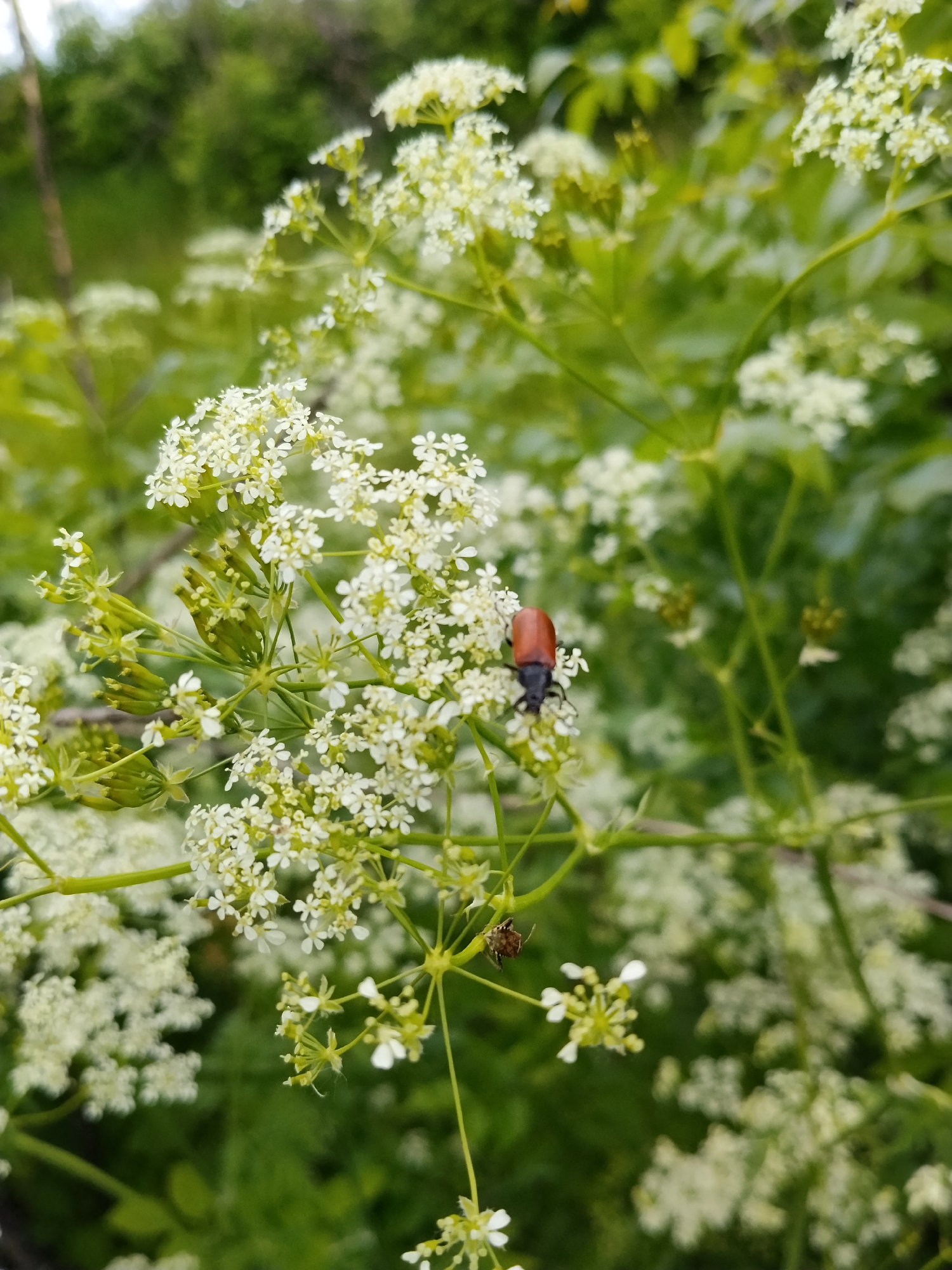 The image shows a close-up of a cluster of white flowering plants, potentially wild carrot or a similar species, likely taken in a natural area in Ustyvytsia, Ukraine. An orange-brown beetle with a dark head and legs is perched on one of the flower clusters. Another smaller, brown insect is also visible on a lower flower cluster. The background is blurred, showing green foliage and suggesting an outdoor setting. The lighting is natural and appears to be from an overcast day.
