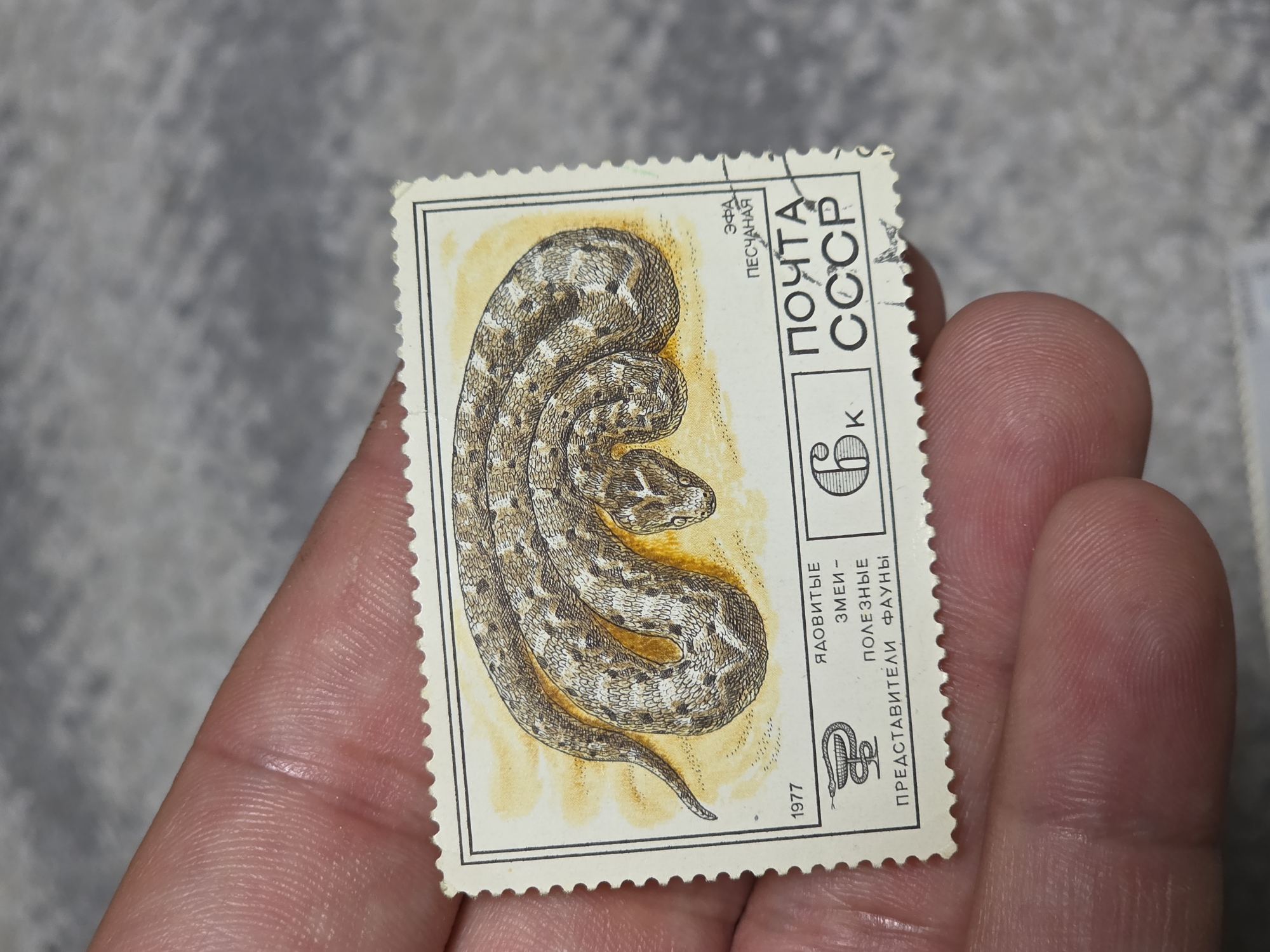 A close-up shot depicts a person holding a postage stamp. The stamp features a drawing of a sand viper snake (Эфа песчаная) coiled on a yellowish background. The stamp also contains the words "ПОЧТА СССР" (Post of the USSR), a price of 6k, and the date "1977". The words "ЯДОВИТЫЕ ЗМЕИ - ПОЛЕЗНЫЕ ПРЕДСТАВИТЕЛИ ФАУНЫ" (Venomous snakes - useful representatives of the fauna) are also visible on the stamp. The location is not specified.
