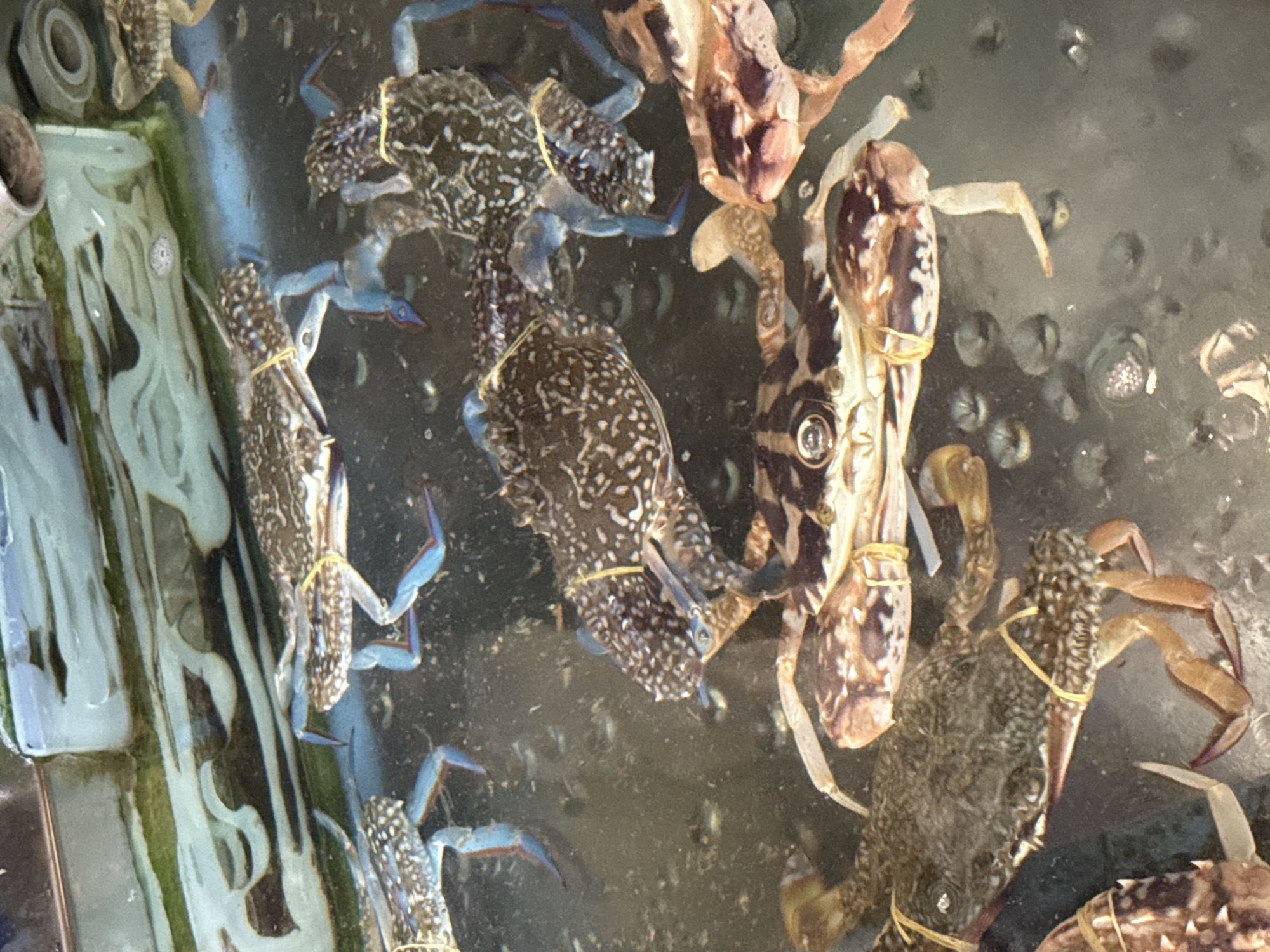 The image depicts a close-up view of several crabs in a tank of water, likely for sale or consumption. The crabs are various colors, including blue and brown, and are bound with yellow elastic bands to restrict their movement. The water in the tank is somewhat murky, with bubbles visible along the interior surface. The setting appears to be a market or restaurant in Bac Nha Trang Ward, Vietnam, given the presence of live seafood.