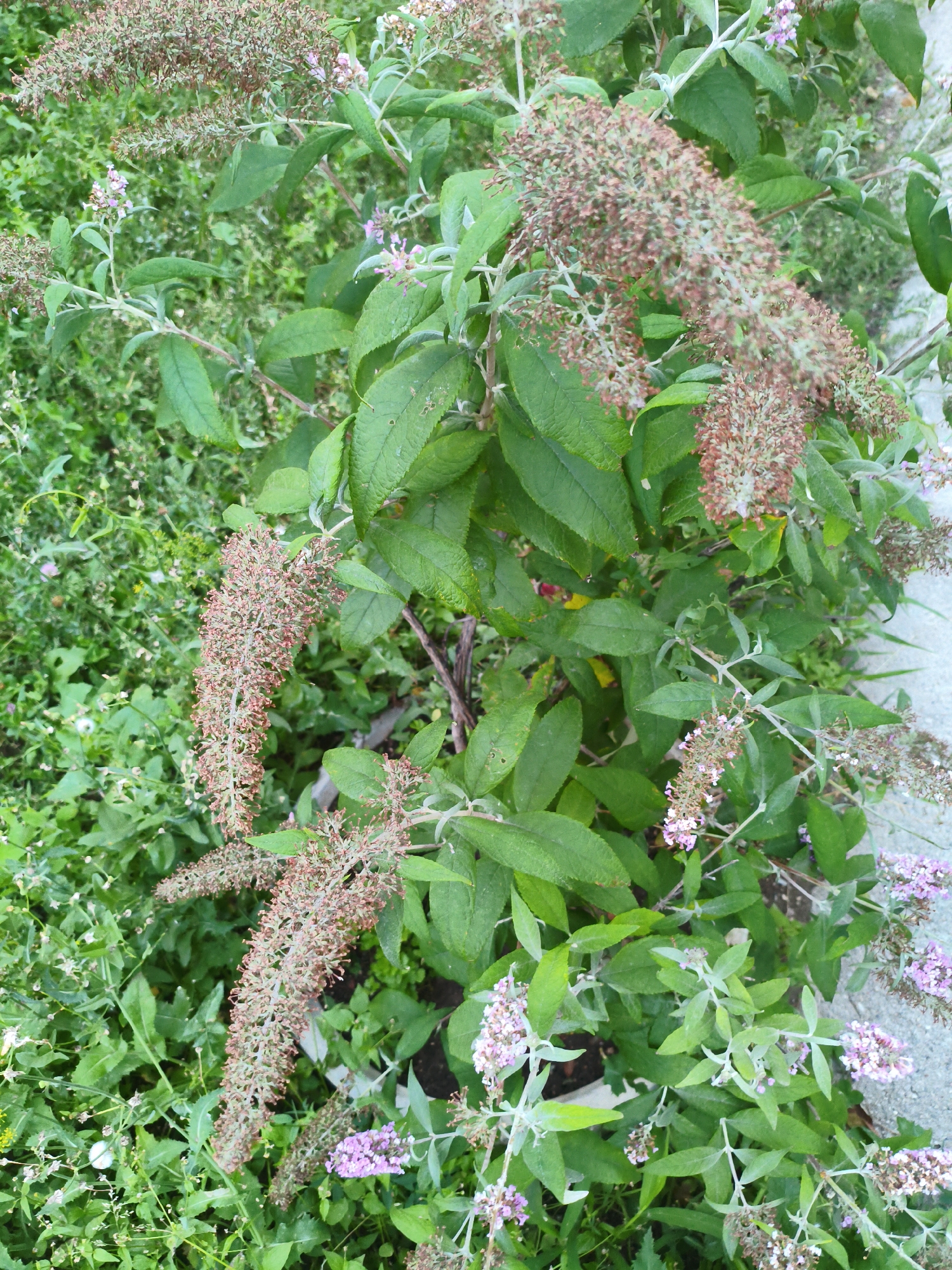 The image shows a close-up view of a flowering plant with long, conical flower spikes. The flowers are a mix of pale pink and dried brown, with some green foliage visible. The background is a blur of green foliage and some lighter-colored material, possibly a pathway or stone. The lighting appears to be natural daylight. There is no text visible in the image. The scene is outdoors, likely a garden or natural setting. The overall impression is one of natural growth and the cycle of blooming and drying of flowers.