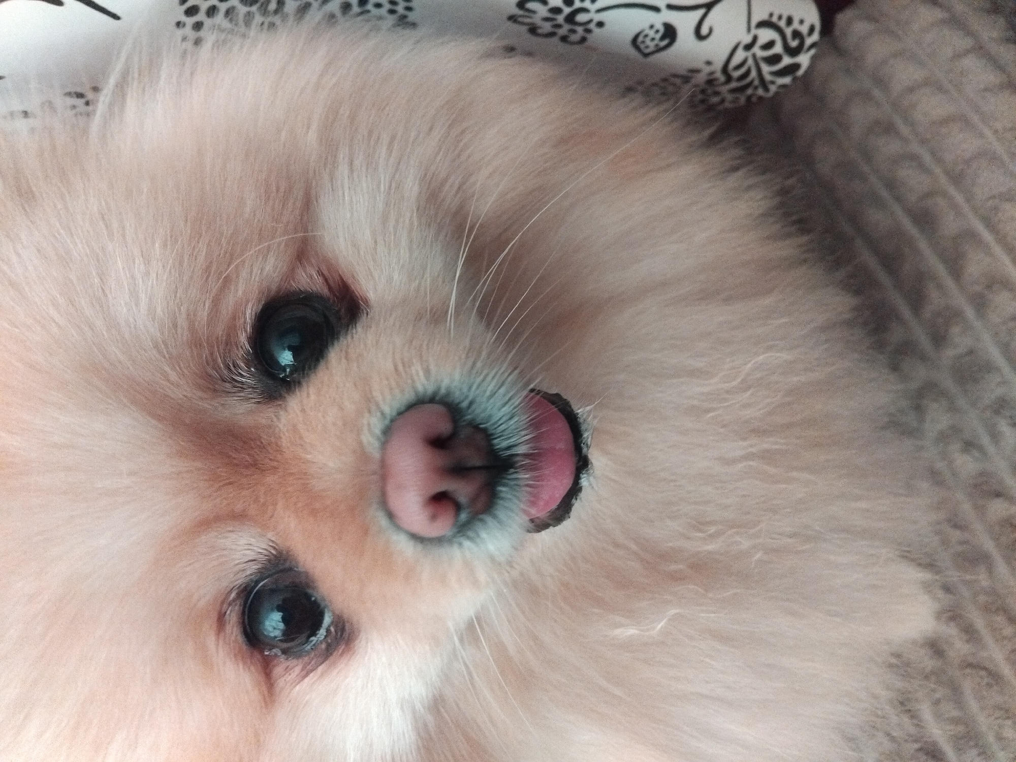 A close-up, eye-level shot focuses on the face of a light-colored Pomeranian dog. The dog's fur is fluffy and light tan. Its dark, expressive eyes are visible, reflecting light. The dog's nose is pink, and its mouth is slightly open, with a pink tongue peeking out. The background is blurred, with a hint of a patterned fabric on the right side and a textured surface below, possibly a blanket or rug. The image appears to be taken indoors, suggesting a domestic setting. There is no indication of the location being in Apriltsi, Bulgaria, as no landmarks or specific details suggest this.
