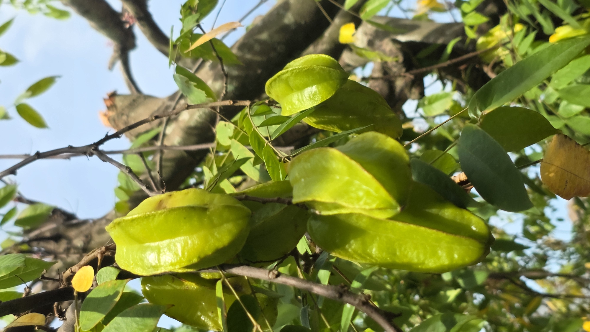 The image shows a cluster of unripe star fruits (carambola) hanging from a branch against a backdrop of green leaves and a glimpse of a pale blue sky. The star fruits are a vibrant green and appear glossy, indicating a healthy appearance and potential exposure to sunlight or moisture. The branch they hang from is thin and brown, contrasting with the green of the fruits and leaves. The surrounding foliage is dense, with varying shades of green indicating different plant types or ages. The presence of star fruits suggests a tropical climate, aligning with the location of Lhokseumawe, Indonesia. The angle of the shot appears to be from below, looking up at the fruits on the tree. The specific time of day cannot be determined, but the bright lighting suggests daylight hours. No people or animals are visible in the image.