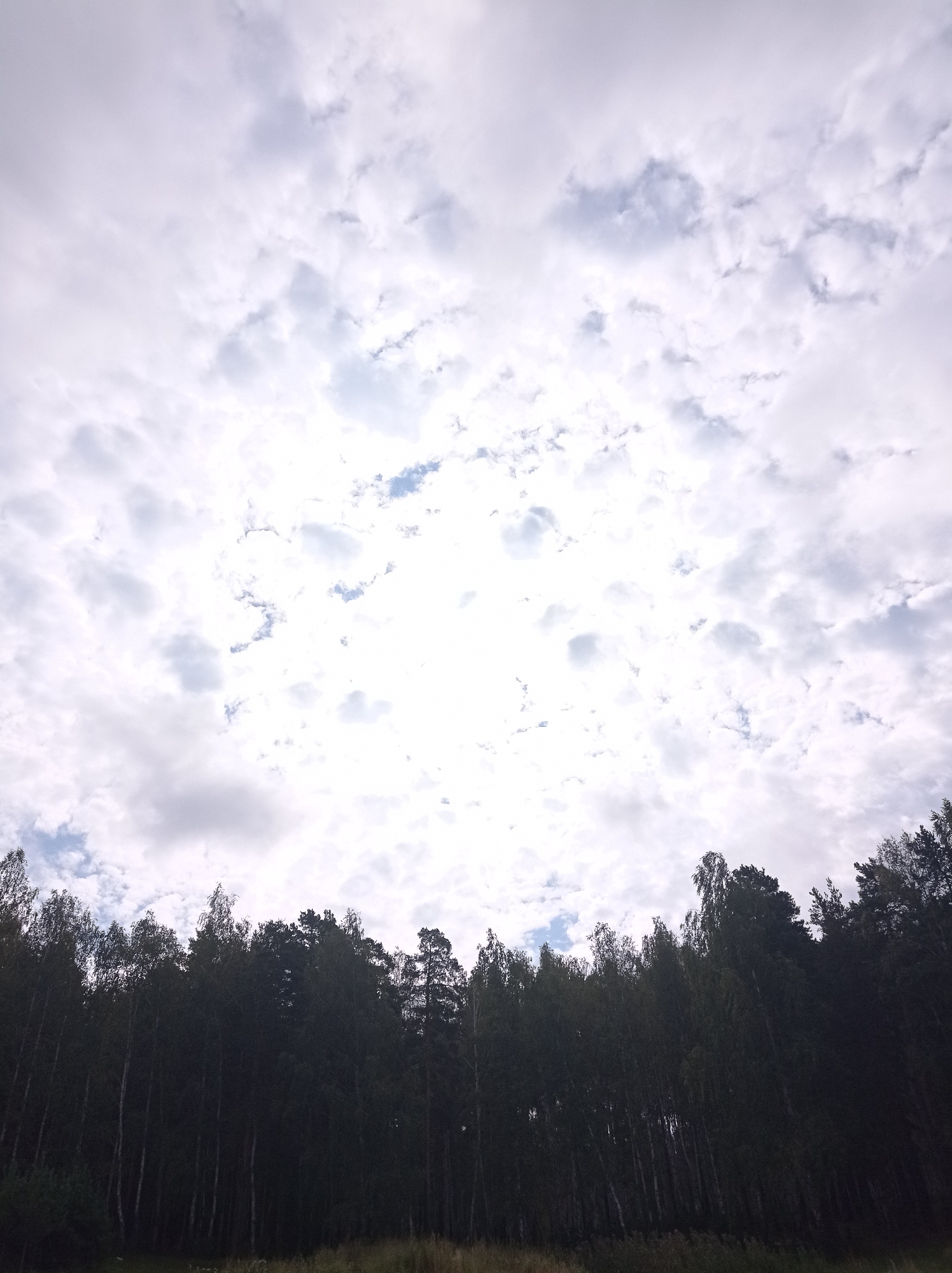 The image depicts a dense, dark forest line silhouetted against a bright, overcast sky filled with scattered clouds. The trees are tall and appear to be a mix of deciduous and coniferous species. A strip of dry grass and vegetation is visible at the base of the forest. The sky is predominantly light gray with patches of brighter white where the clouds are thinner, allowing sunlight to filter through. There are no people or specific objects identifiable within the scene. The overall impression is of a natural, outdoor environment. This scene could be found on the outskirts or within a natural area surrounding the city of Degtyarsk, Russia, given its depiction of a forest.