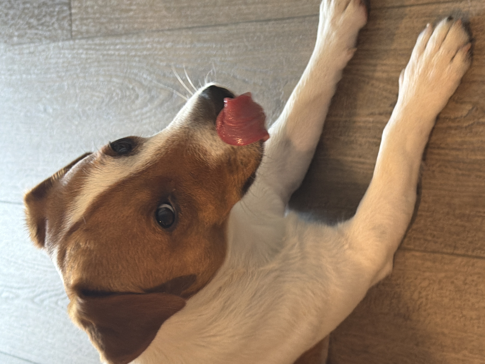 A tan and white Jack Russell Terrier is lying down on a wooden floor indoors. The dog's tongue is extended and licking its nose. The dog is facing the right side of the frame, with its head tilted slightly upwards. The background consists of the wooden floorboards, which appear to be light brown in color. The lighting suggests an indoor setting, likely a home. The image does not contain any elements that would indicate its location in Moscow, Russia.