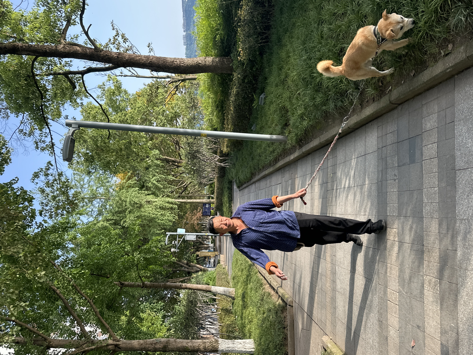 This image captures a daytime scene of a person walking a dog on a paved path in what appears to be a park or promenade in Jiangjin, China.
In the foreground, a person, likely male, stands on a light grey tiled path. They are wearing a blue long-sleeved shirt with a subtle pattern and orange cuffs, black trousers, and black shoes. They hold a leash that extends towards a light brown, medium-sized dog with a black collar. The person’s expression is neutral as they look towards the camera.
The dog is positioned on a grassy incline just off the paved path, appearing to sniff or interact with the grass. The path is lined with lush green grass and numerous trees with vibrant green foliage, casting long shadows across the pavement, indicating bright sunlight. A street light or utility pole with an attached fixture is visible among the trees. In the background, more trees recede into the distance, and faint hills or mountains, possibly with some structures, suggest a scenic landscape, potentially near a body of water. The sky is clear blue, indicative of a sunny day. No visible text is discernible in the image.
