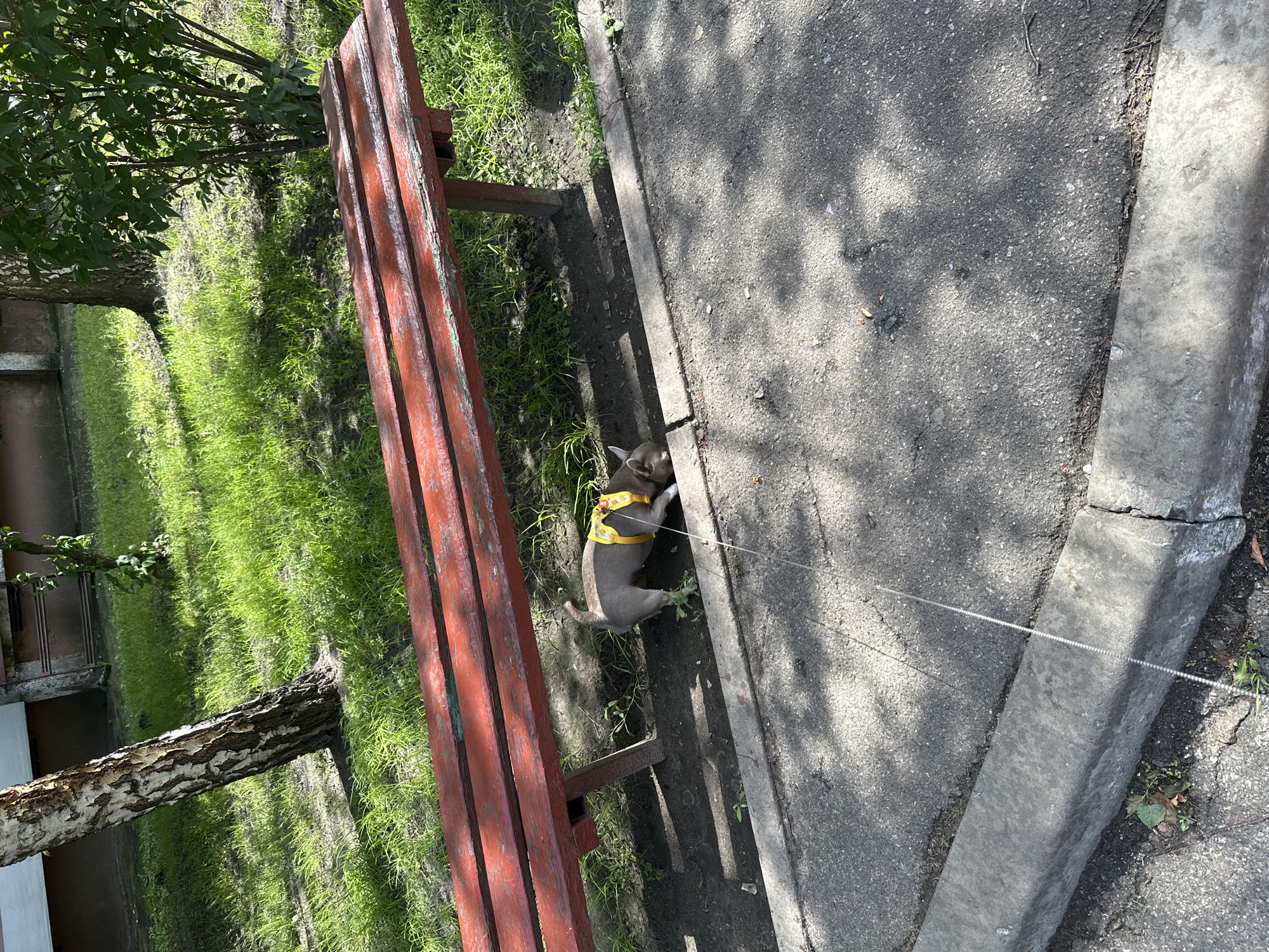 An adult, gray-coated dog wearing a yellow harness with a floral pattern is sniffing the ground under a red wooden park bench. The dog is on a thin leash, which extends towards the lower left of the frame. The bench is weathered and appears to be outdoors in a grassy area with trees. The ground beneath the bench is dirt and sparse vegetation. In the foreground, there is a paved surface, likely a sidewalk or street, with a concrete curb. The scene suggests a typical urban environment in Kyiv, Ukraine, where dogs are commonly walked in public spaces. The lighting indicates it is daytime, with shadows cast by trees on the paved area.