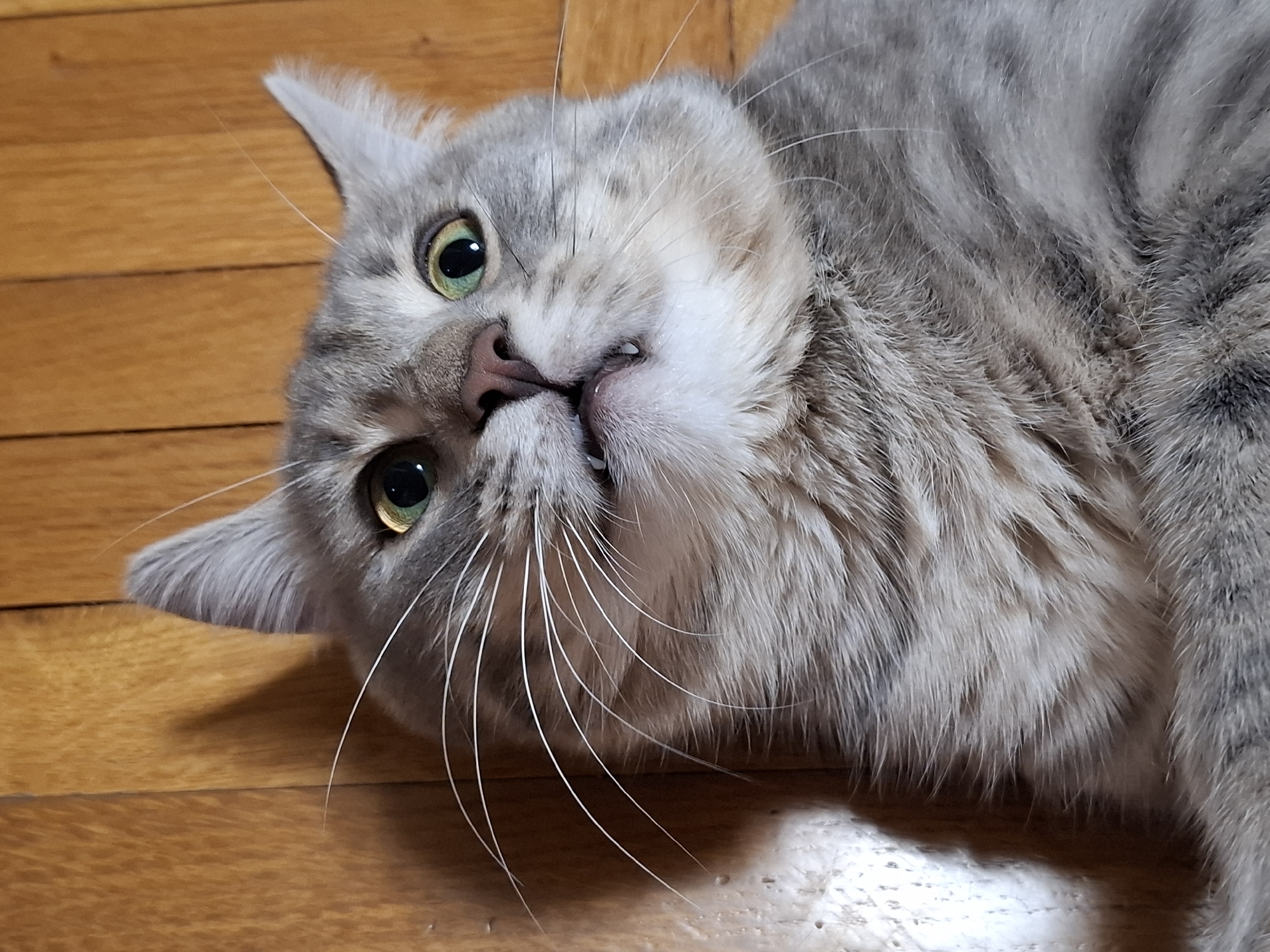 A gray and white tabby cat lies on its side on a wooden floor. The cat's head is tilted toward the viewer, with its green eyes open and mouth slightly ajar, revealing its teeth. The cat's whiskers are long and white. The floor is made of light brown planks. The location and city are unknown.