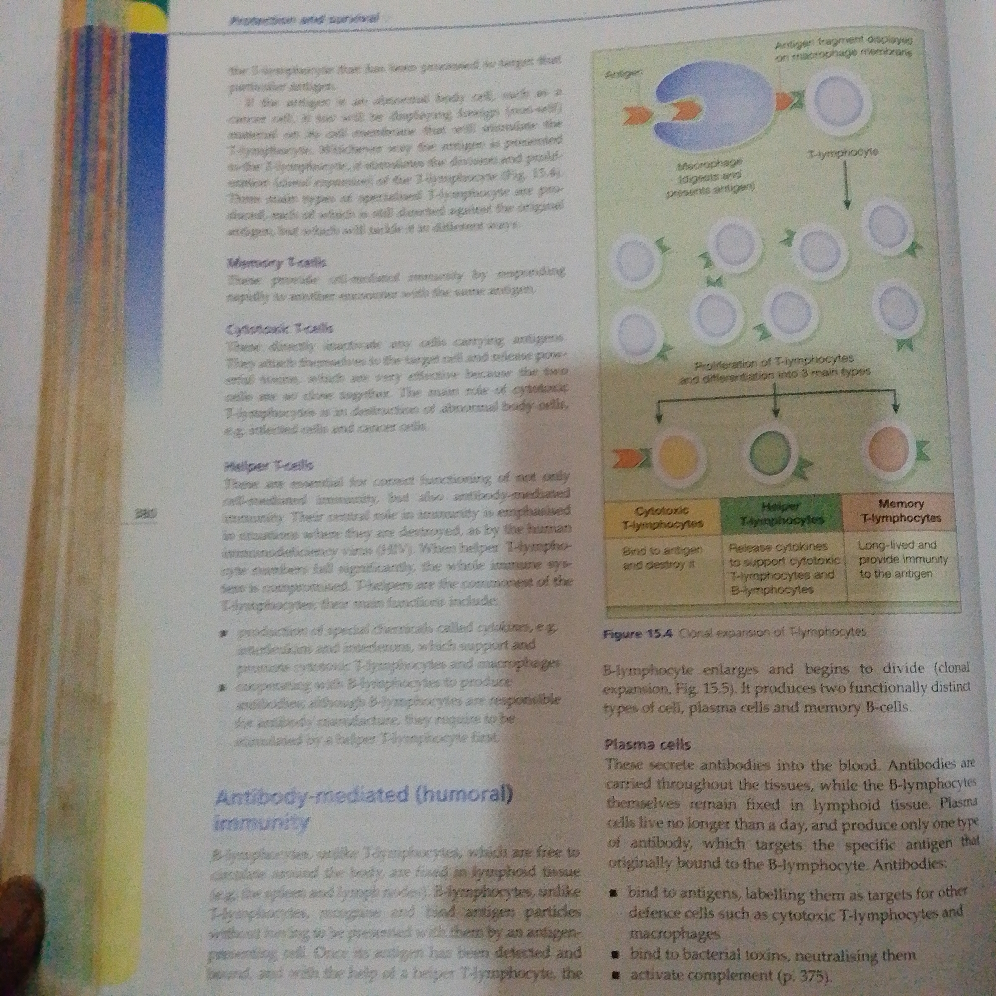 The image is a scanned page from a biology textbook, illustrating the function of T-lymphocytes and their differentiation into three main types: cytotoxic T-lymphocytes, helper T-lymphocytes, and memory T-lymphocytes. It also depicts the process of clonal expansion of B-lymphocytes, leading to the formation of plasma cells and memory B-cells, and describes the role of antibodies in humoral immunity. The diagram shows an antigen being presented by a macrophage to a T-lymphocyte, followed by the proliferation and differentiation of T-lymphocytes. Another diagram illustrates the functions of the three types of T-lymphocytes and their roles in the immune response. The text also explains antibody-mediated immunity, focusing on B-lymphocytes, plasma cells, and the functions of antibodies. The image does not contain any information related to Jalingo, Nigeria, or any discernible elements that could be construed as forensic or related to a specific city.
