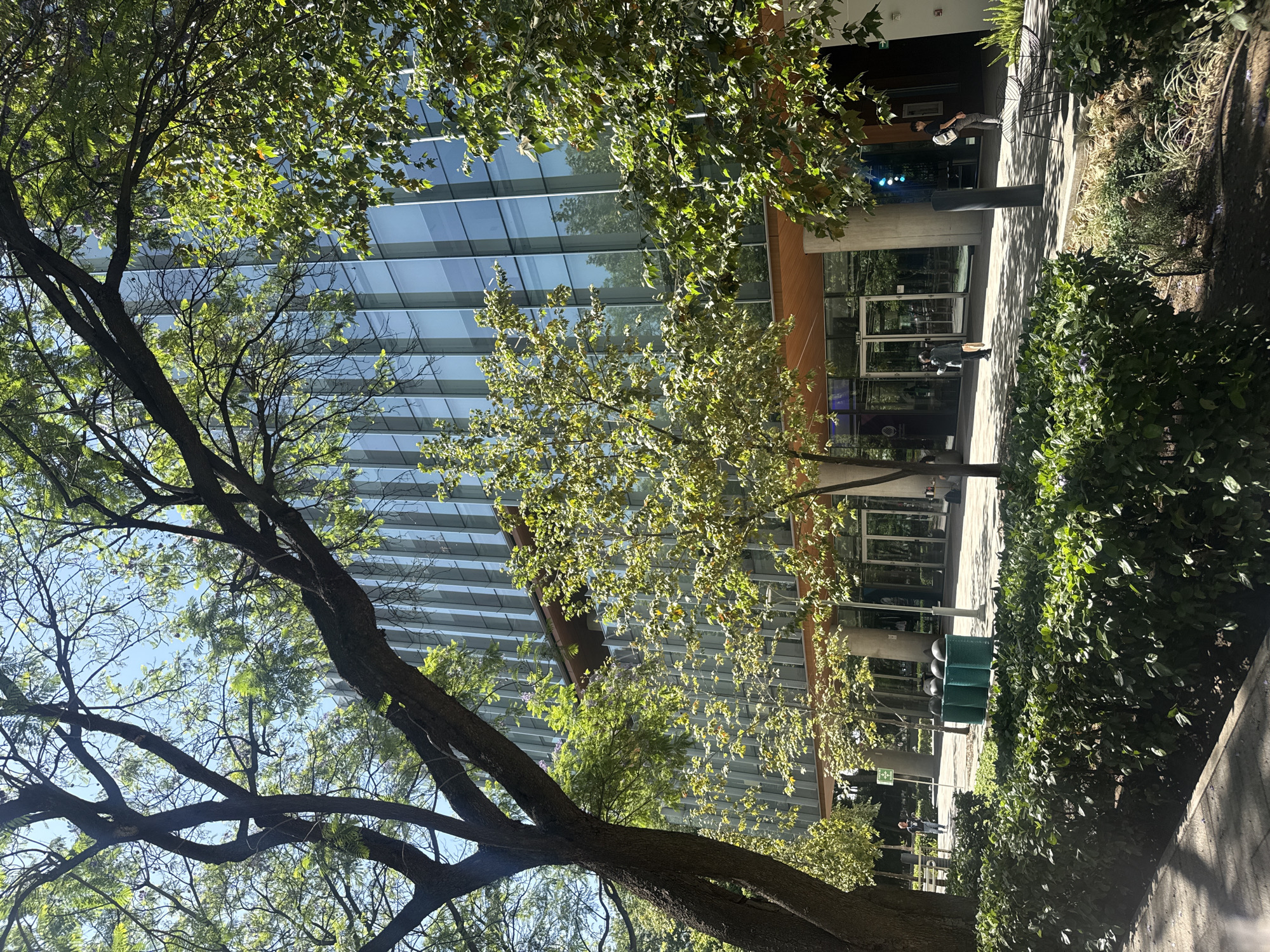 The image displays an outdoor scene in Mexico City, Mexico, featuring a modern building partially obscured by lush trees and greenery. A tall, contemporary building with a predominantly glass facade rises in the background, reflecting the bright blue sky and parts of the surrounding foliage. The building has multiple stories with horizontal window panes, and a prominent entrance area with glass doors.
In the foreground and midground, several large trees with dark, textured trunks and branches are abundant with vibrant green leaves. The leaves in various sections are brightly illuminated by direct sunlight, casting distinct, long shadows across the paved walkway and nearby structures. Dense green bushes and shrubs line the concrete path adjacent to the building.
A few individuals are visible: one person stands near the building's entrance, dressed in dark clothing. Further along the pathway, another individual is seated on a metal bench, facing the building, appearing to be resting or waiting.
Along the pathway, three green, rectangular trash cans are present. The strong shadows and bright highlights suggest it is daytime, likely morning or late afternoon, under clear, sunny weather conditions. A small green sign featuring a white cross symbol, typically indicating a first aid station, is visible near the building entrance. The overall scene depicts a calm, everyday setting within a well-maintained public or campus area. No other legible text is discernible.