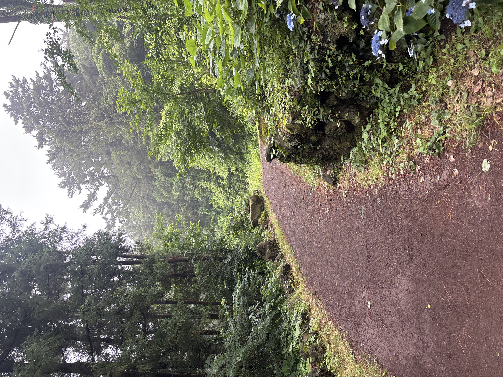 The image depicts a path made of reddish-brown dirt winding through a dense forest. Tall, dark green coniferous trees line the left side of the path, their branches creating a canopy that filters the light. The right side of the path is bordered by a low, moss-covered stone wall, overgrown with various green plants and vines. In the foreground on the right, a cluster of blue hydrangeas is visible. The path itself appears damp, suggesting recent rain, and is scattered with pine needles and small leaves. The overall atmosphere is serene and natural, characteristic of a forest trail. The location is likely a scenic area on Jeju Island, South Korea, given the mention of blue hydrangeas which are common there, and the dense, volcanic soil-rich terrain that characterizes many of its natural parks and forests. There are no people or animals visible in the image. The lighting is soft and diffused, indicating an overcast day.