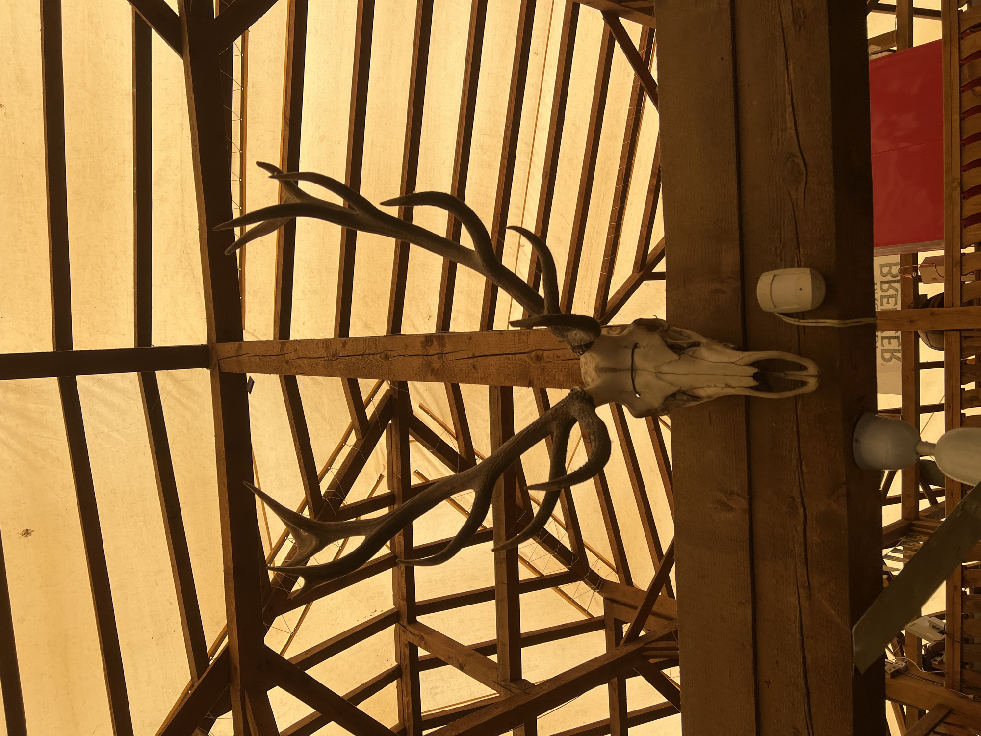 This detailed image, captured in Nesebar, Bulgaria, depicts the interior ceiling structure of a building, prominently featuring a mounted animal skull with antlers. The central subject is a weathered, light-colored skull, likely from a red deer, exhibiting visible nasal and orbital cavities. Attached to the skull are large, multi-tined antlers, dark brown to grayish-brown in color, which extend upwards and outwards. The skull is affixed vertically to a substantial, dark wooden post or beam that ascends towards the ceiling apex, with the antlers positioned on either side of this beam.
The ceiling is composed of a yellowish-orange, translucent fabric canopy, possibly canvas, which allows diffused light to penetrate. This fabric is supported by an intricate framework of dark, roughly sawn wooden beams. These beams form a complex, grid-like pattern across the ceiling. Thin, white strands, resembling wires or string lights, are observed crisscrossing between several wooden beams and against the fabric.
To the right of the main vertical beam supporting the skull, a horizontal wooden beam features a white, ovoid electronic device with a small triangular indicator, which appears to be either a motion sensor or a speaker, connected by a white wire. Below this beam, a portion of a ceiling fan with light-colored blades is visible. Further down and to the left, reversed text reading "BKE EK" is faintly discernible, likely a reflection from a surface below the field of view. A prominent, bright red, rectangular surface, possibly a wall section or a piece of furniture, is visible in the lower right background. The bottom edge of the image reveals a partial wooden railing with vertical slats. The overall lighting is warm and diffused, emanating from above through the translucent canopy.