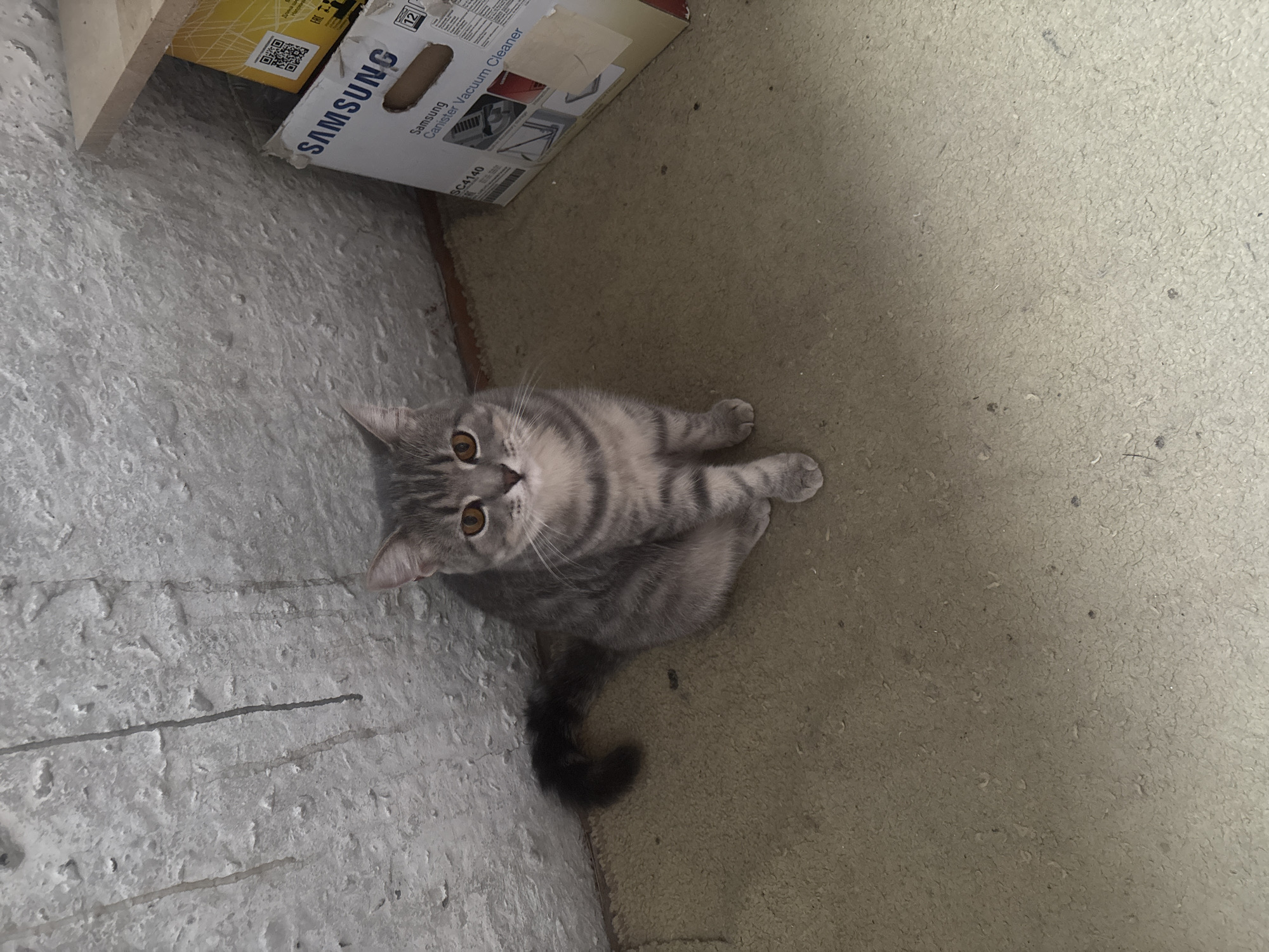 A grey tabby cat sits on a beige carpet in front of a textured, light-colored wall. To the right, a cardboard box with "SAMSUNG Canister Vacuum Cleaner" printed on it is visible. The environment appears to be indoors, possibly a storage area or basement. The cat is looking directly at the camera with its tail curled to its left. The lighting is dim, casting a shadow behind the cat. No other people or animals are present. The specific location in Pinsk, Belarus, cannot be determined from the image alone.