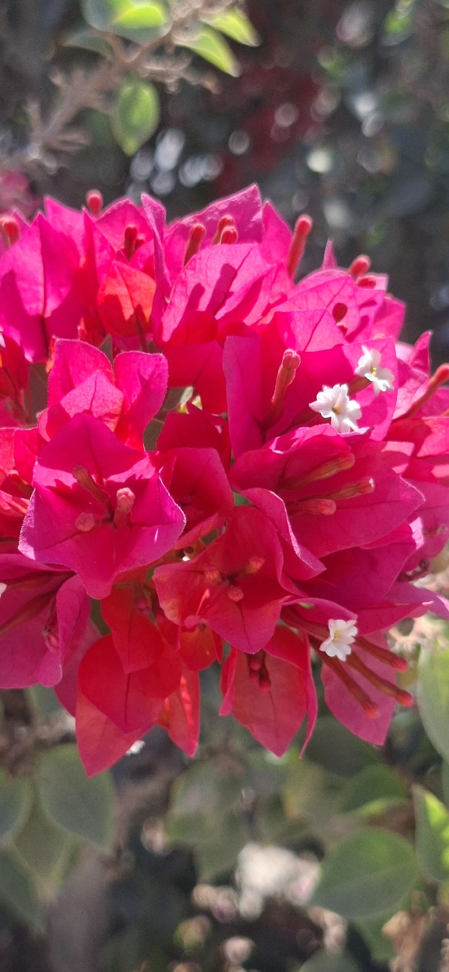 A close-up, vertical, eye-level shot captures a cluster of vibrant pink bougainvillea flowers in Dimona, Israel. The flowers are the primary subject, with their delicate petals and central stamens clearly visible. A few tiny white flowers are interspersed within the pink blooms, providing a subtle contrast. The background is softly blurred, showing hints of green foliage and out-of-focus light circles, suggesting a natural outdoor setting. The overall impression is one of bright, natural beauty.