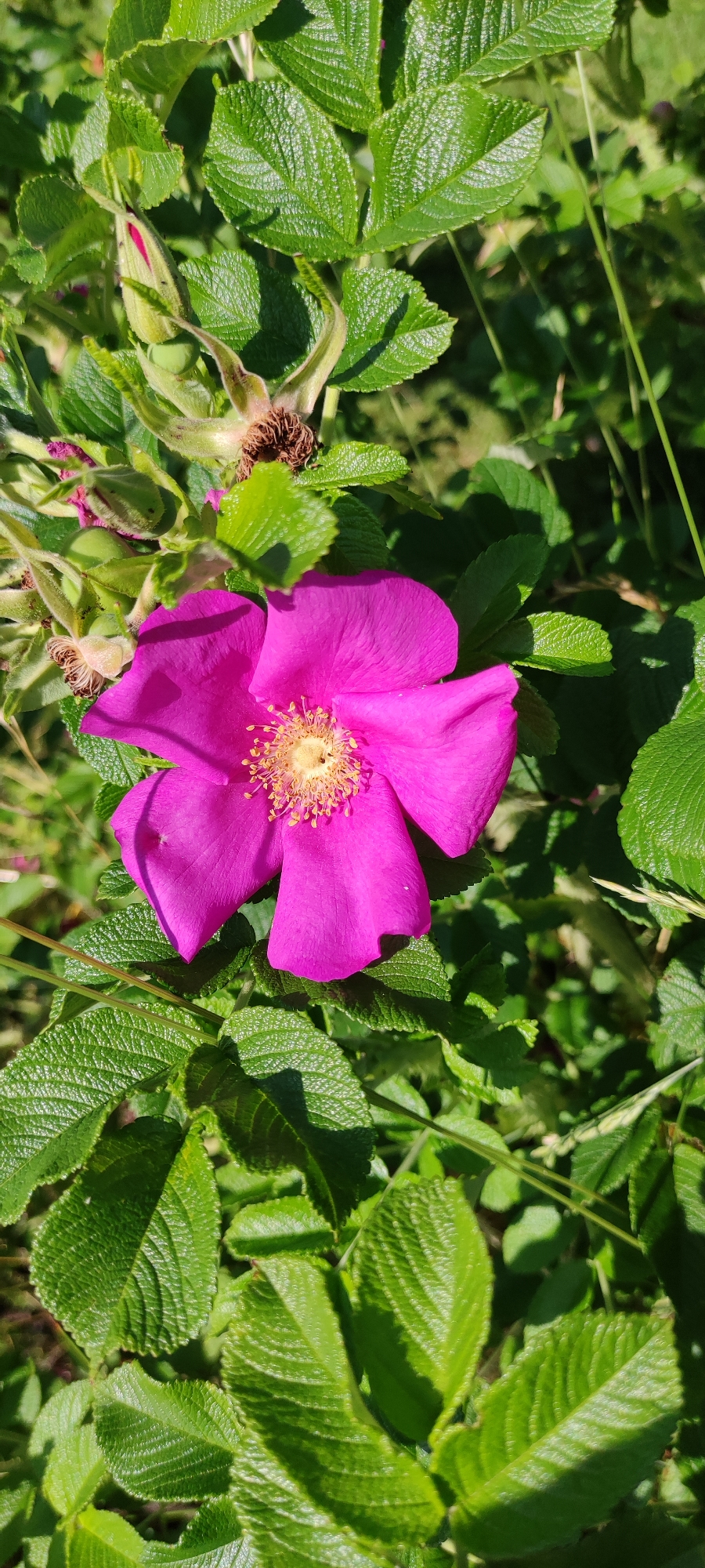 The image shows a close-up view of a bright pink, five-petaled flower, likely a rosehip blossom, in full bloom. The flower has a yellow center with numerous stamens. It is surrounded by lush, green, serrated leaves of the same plant. Several unopened rosehip buds and spent sepals are also visible amongst the foliage. The background consists of more greenery, suggesting an outdoor setting with dappled sunlight. There are no people or animals present in the image, and no specific location in the city of Rosinka, Russia can be determined from the visual information provided.
