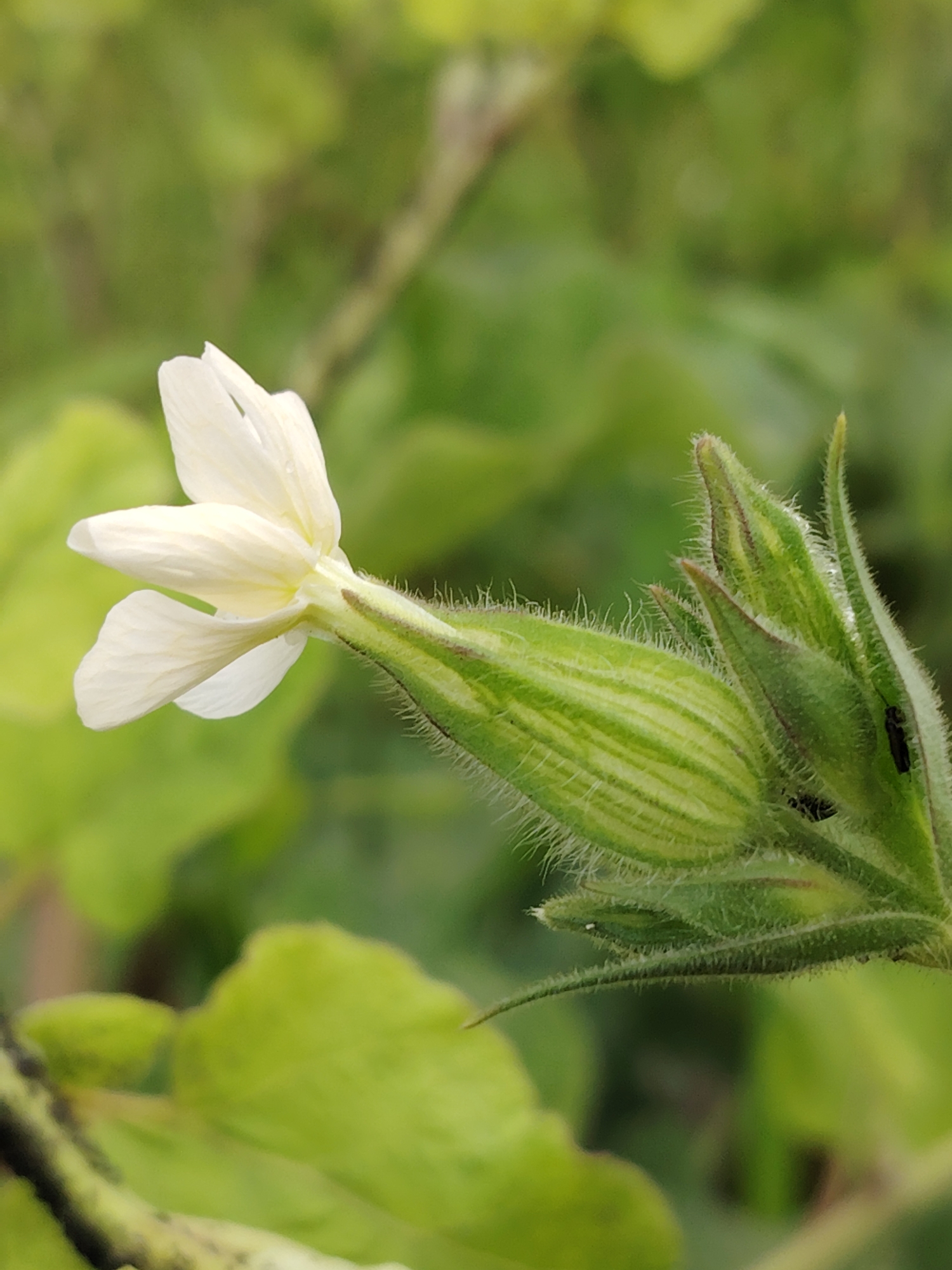The image is a close-up, eye-level shot of a white flower and its green bud against a blurred background of green foliage. The flower is on the left side of the frame, with delicate white petals unfurling. The bud, on the right, is elongated and covered in fine, silvery hairs, with visible green striations. There are also two small black insects visible on the bud. The lighting suggests it is daytime, with the natural light highlighting the textures of the plant. The scene appears to be outdoors, in a natural setting, likely a garden or wild area. No text is visible in the image.