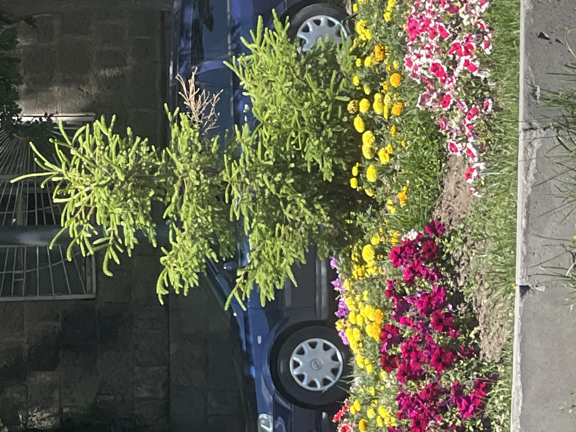 The image shows a small evergreen tree planted in a flower bed in front of a dark blue car. The flower bed is filled with a variety of colorful flowers, including red, pink, and yellow blooms. A dark grey stone wall is visible behind the car, and a barred window is set into the wall. The scene appears to be a residential area in Vanadzor, Armenia. The car is parked on a street or driveway, and the flower bed is likely part of a garden or landscaping. The lighting suggests it is daytime.