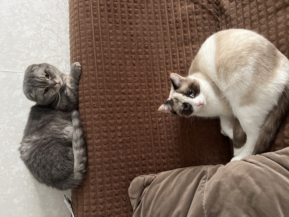 The image captures an indoor residential scene in Votkinsk, Russia, featuring two domestic cats on a brown, textured sofa with a waffle-like pattern. On the upper portion of the frame, a grey Scottish Fold cat with distinctive folded ears and a focused expression lies on the top edge or backrest of the sofa. Its body is partially curled, with its front paws resting on the sofa's surface. To its upper left, a white cable with a plug is visible against a light-colored, textured wall. In the lower portion of the frame, a white and brown colorpoint cat with blue eyes and a prominent dark facial mask is positioned on the main seating area of the sofa, to the right of a brown, possibly corduroy, armrest or cushion. This cat is curled with its body facing right and its head turned towards the viewer, displaying a neutral expression. No human subjects are present.