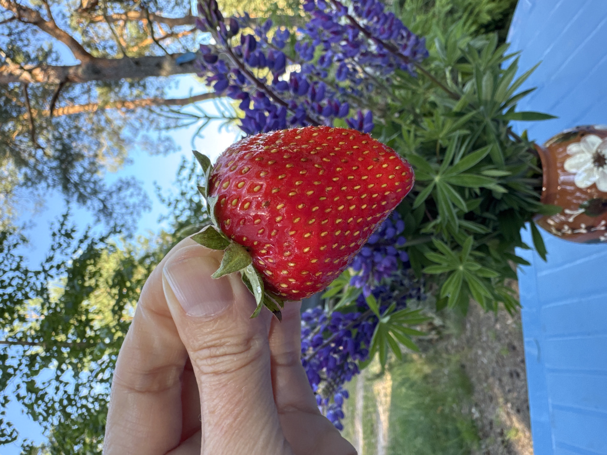 The image shows a hand holding a ripe, red strawberry with visible seeds. In the background, out of focus, are purple lupine flowers, green foliage, and the branches of a pine tree against a bright blue sky. A blue surface, possibly a table, is visible on the right, along with the edge of a brown ceramic vase decorated with a white flower. The lighting suggests it is daytime, with sunlight filtering through the trees. The overall impression is of a pleasant outdoor setting, likely in a garden or natural area. The location context is Zelenaya Roshcha, Russia. There is no visible text in the image.