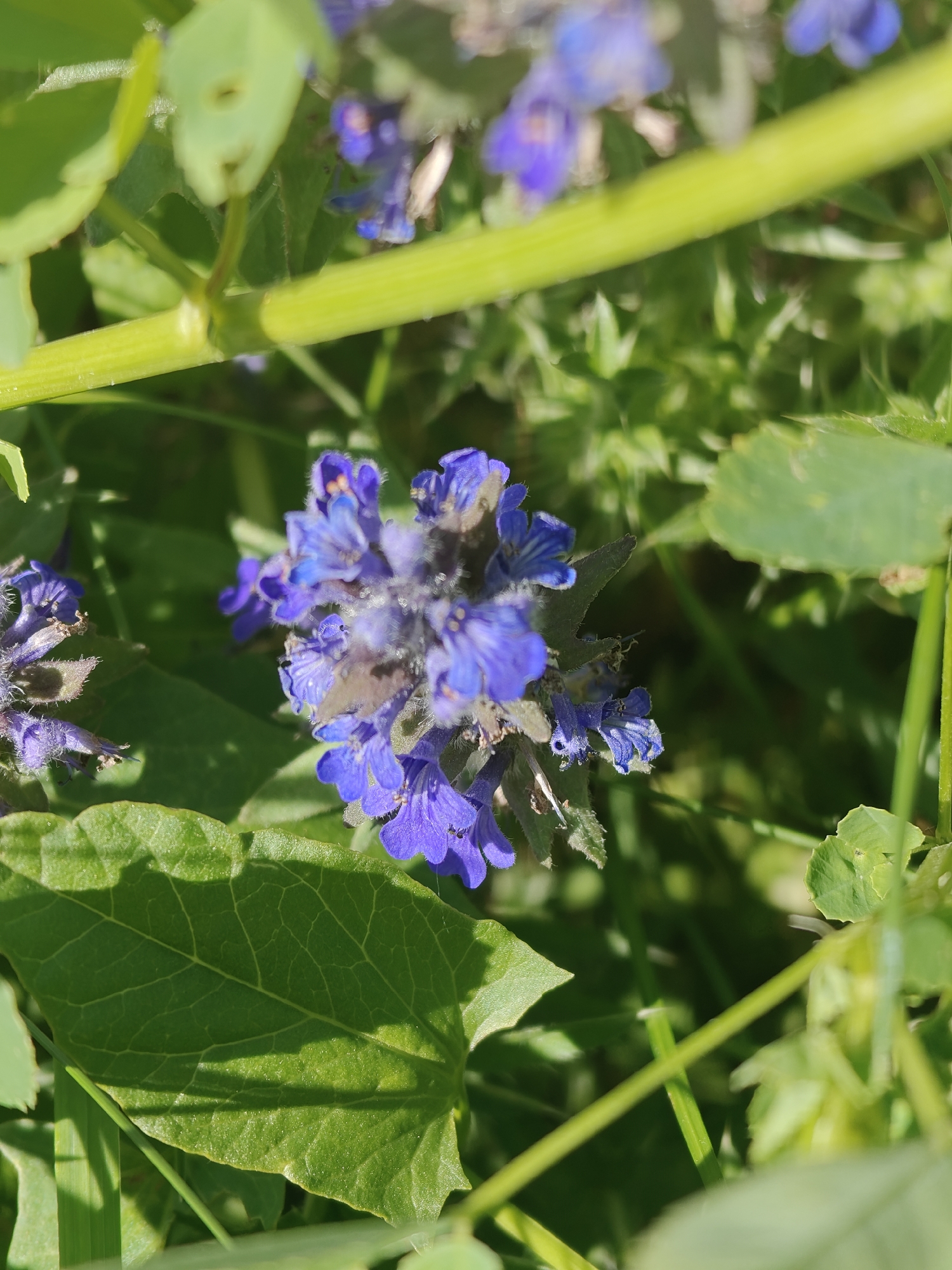 The image shows a close-up view of purple flowers growing among green foliage, likely in an outdoor setting. The flowers are clustered together, and their color contrasts with the surrounding green leaves and stems. The lighting suggests it is daytime. There is no indication of Knyshivka, Ukraine, or any specific location, people, or actions within the image.