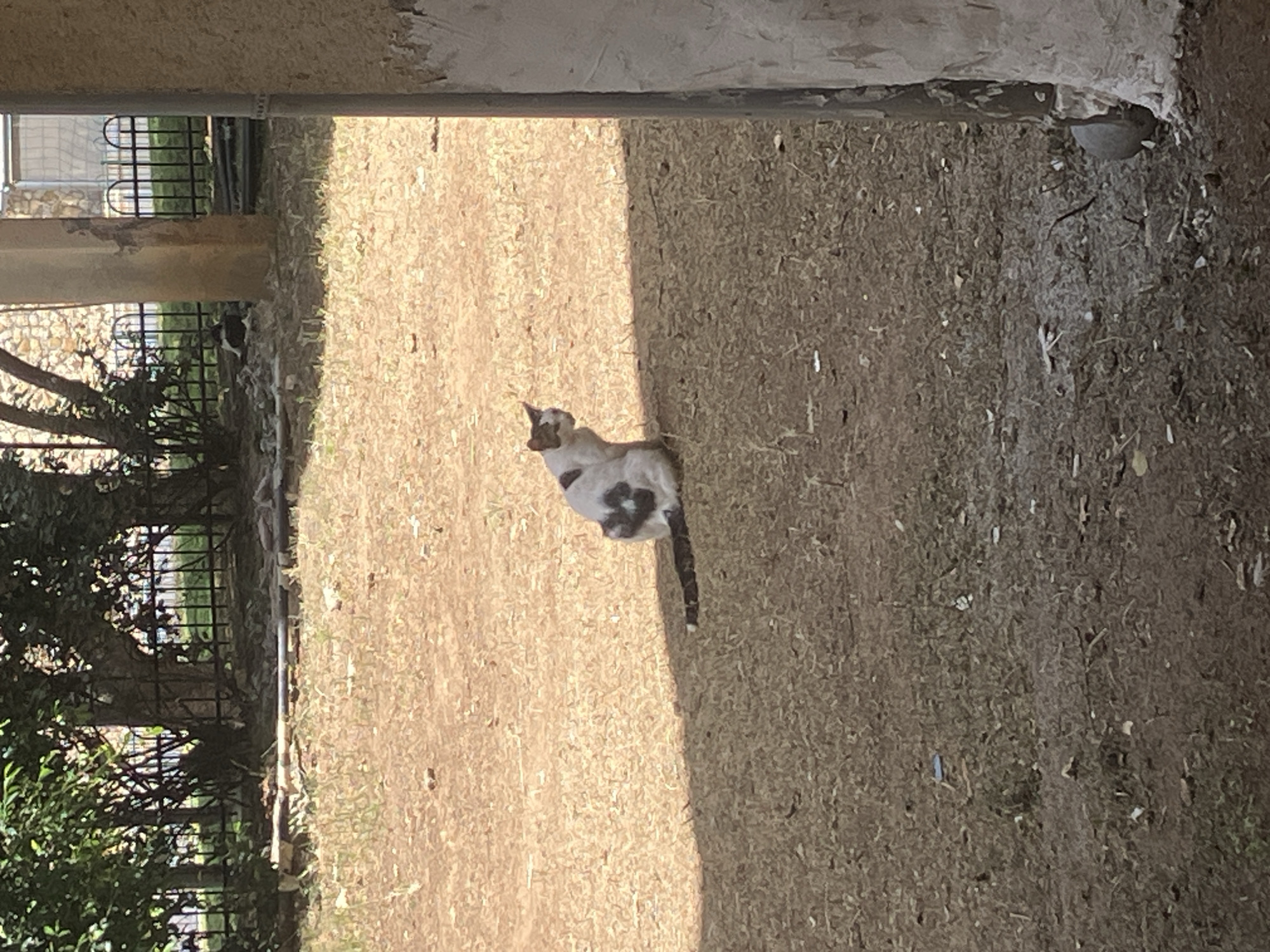 A cat with white fur and gray and black patches sits in a dirt-covered area outdoors. The cat is positioned in the center of the frame. The location appears to be a park-like area, with a green fence and trees visible in the background to the left. The foreground and right side of the image are covered with dirt, leaves, and other debris. There is a cement pillar that is at the top and left of the image that also creates a border on the ground between the sunlight and the shade. The image shows a location in Tel-Aviv, Israel.