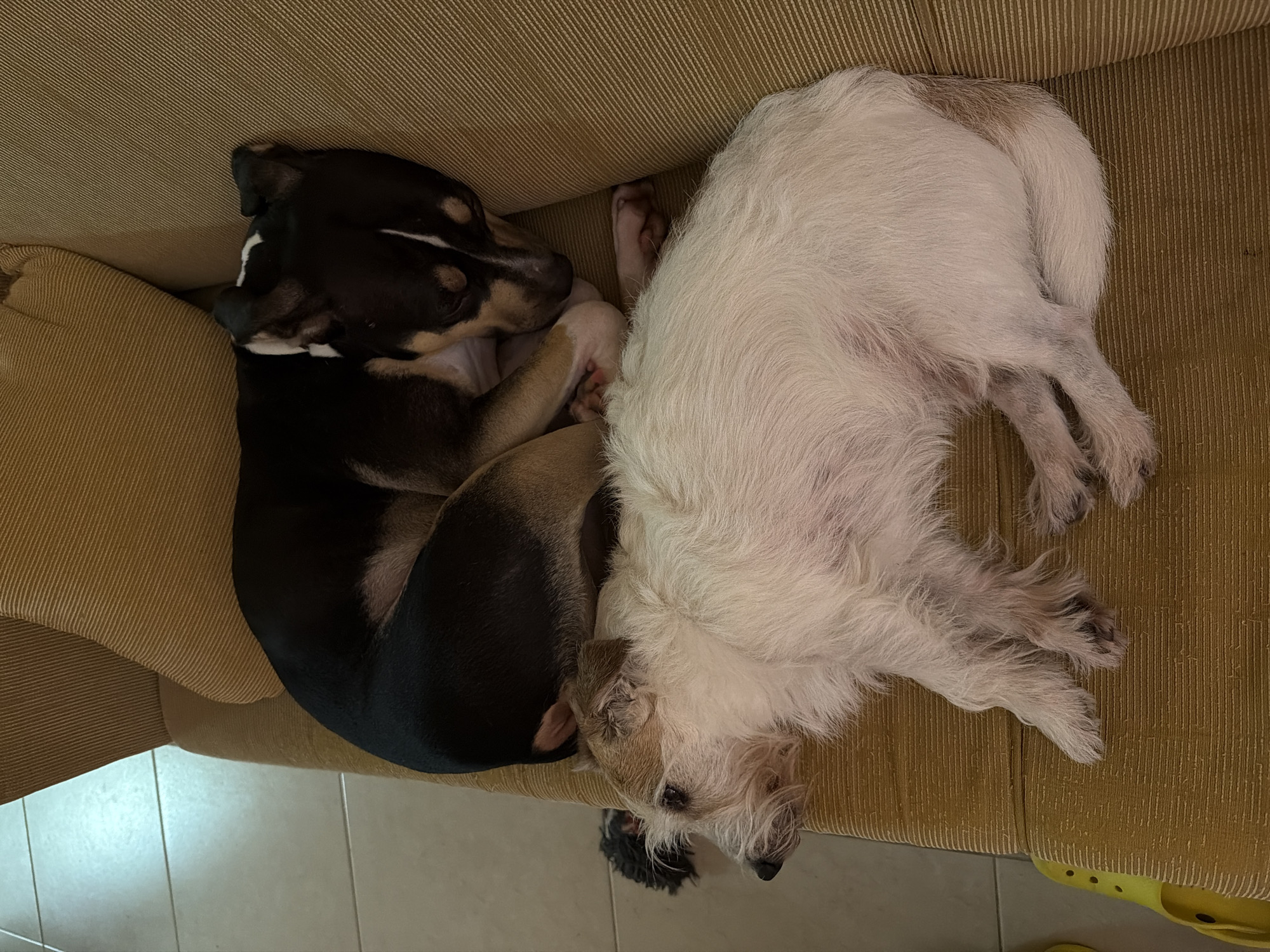 Two dogs are curled up together on a mustard-colored couch. One dog is black and tan with smooth fur, and the other is white with longer, shaggier fur. The couch is next to a light-colored tile floor. Part of a yellow shoe is visible near the bottom right corner of the image. No people are visible. There is no evidence to confirm the location in Tel-Aviv, Israel.