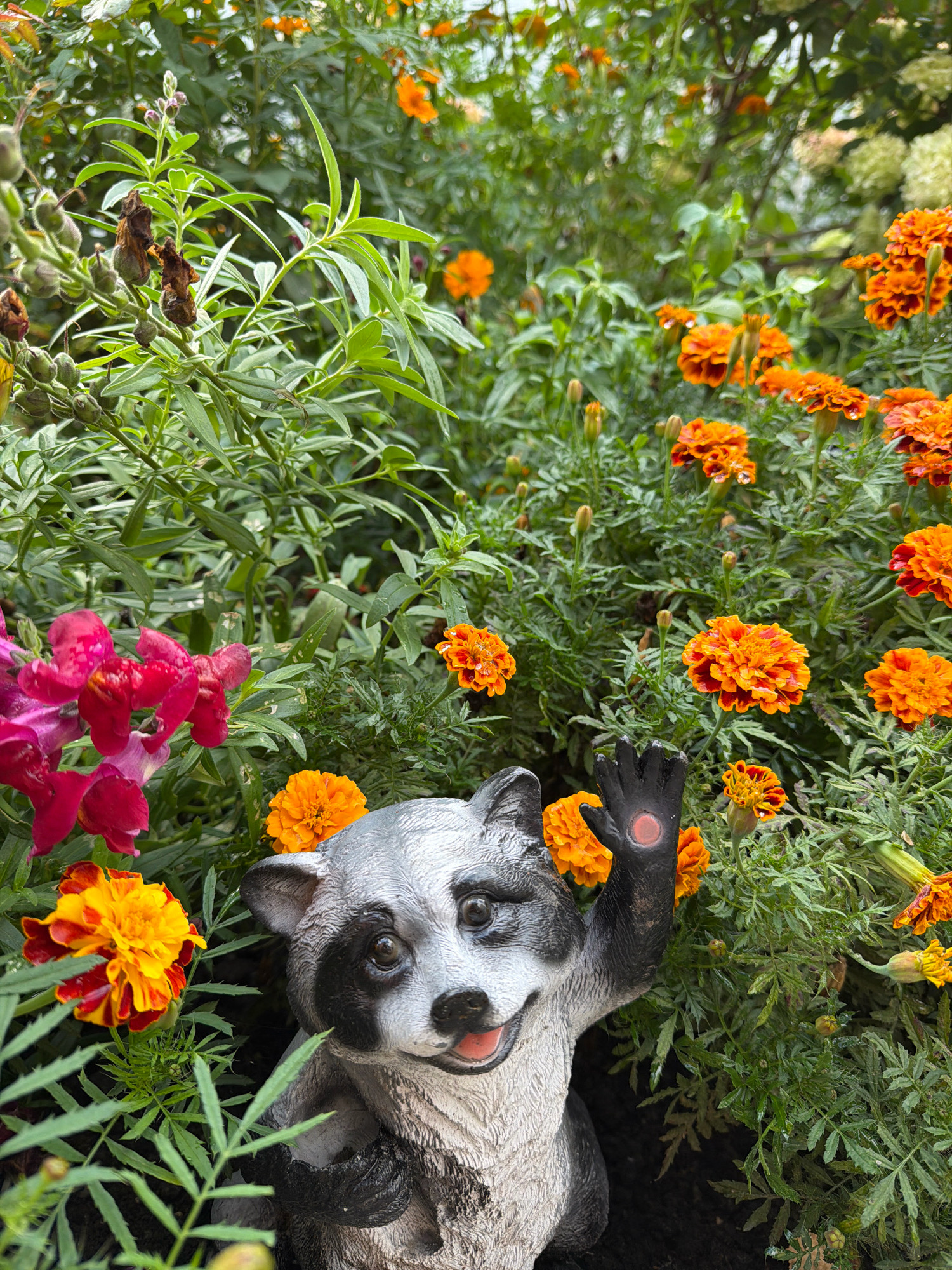 This is a close-up, eye-level photograph of a garden in Orekhovo-Zuyevo, Russia. The foreground features a ceramic raccoon figurine with a raised paw, its face turned slightly to the right. The raccoon is positioned amidst a dense arrangement of flowers and greenery. To the left of the raccoon are bright pink snapdragon flowers. Surrounding the raccoon and filling the middle and background are numerous orange and yellow marigolds, some with visible water droplets. The foliage is lush and green, with some dry, brown seed pods also visible. The lighting suggests it is daytime, possibly overcast or early morning, with soft illumination.