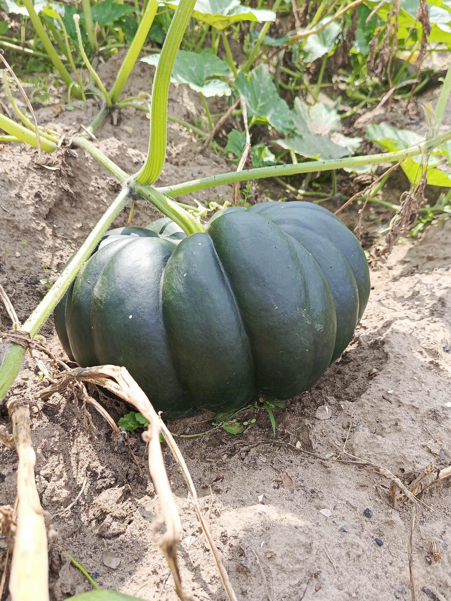 A dark green acorn squash rests on the sandy soil of a garden patch, nestled amongst its vine and foliage. The squash has distinct vertical ridges and a smooth, slightly glossy skin. Its stem is thick and green, curving from the plant to the squash. The surrounding environment is a garden with dirt, dry leaves, and green leaves from the squash plant. A few small insects are visible on the ground. This image was taken outdoors, in Kauchuk Stantsiya, Russia.