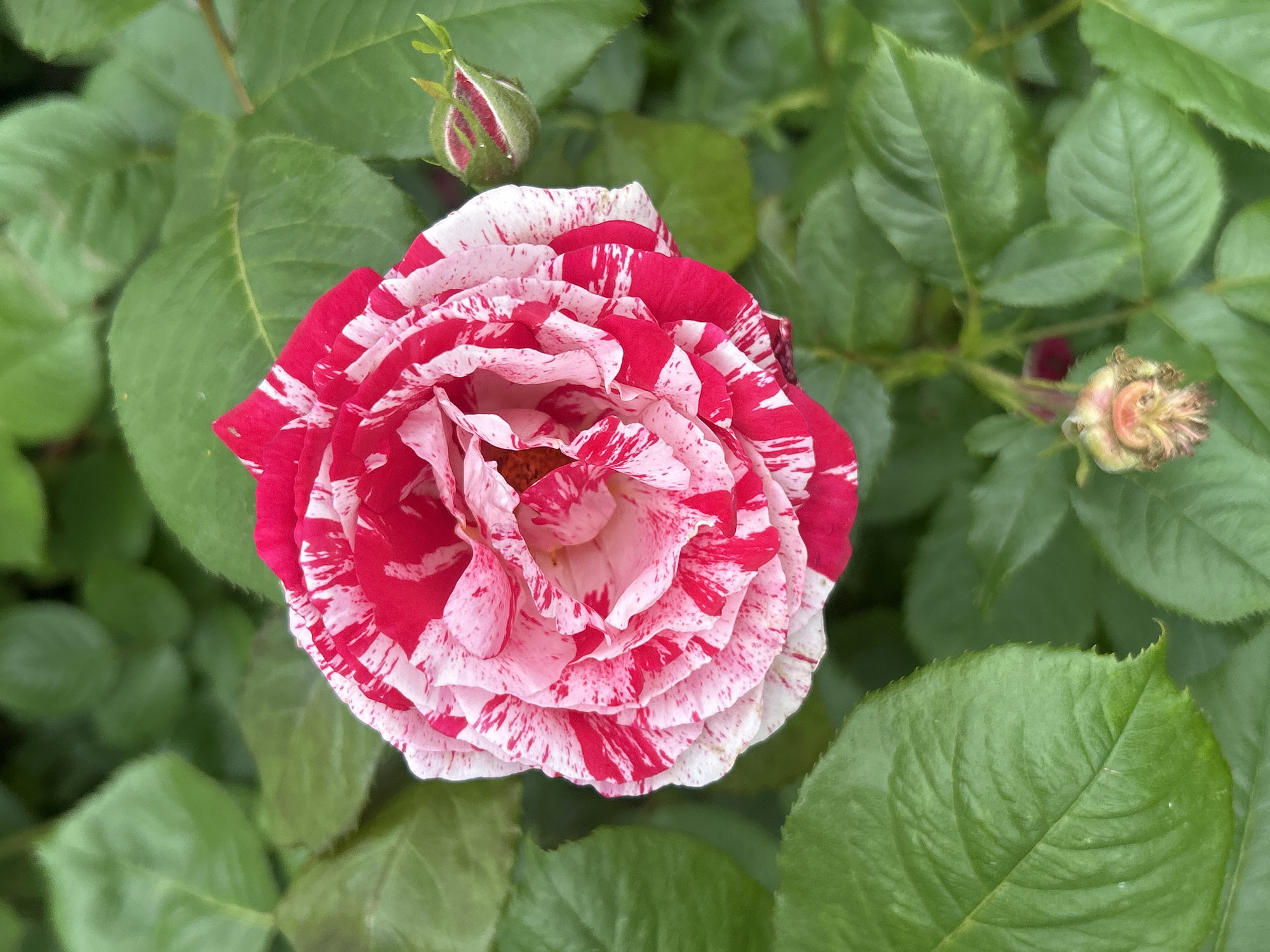 A close-up, top-down view of a vibrant pink and white striped rose in full bloom is presented. The rose is surrounded by lush green foliage, and a rosebud is visible to the right of the main flower. At the bottom of the image, another spent rosebud with a dried, curled appearance is present. The scene is set outdoors, likely in a garden, with no indication of a specific location in Mount Royal, Canada. The focus is entirely on the botanical subject matter.
