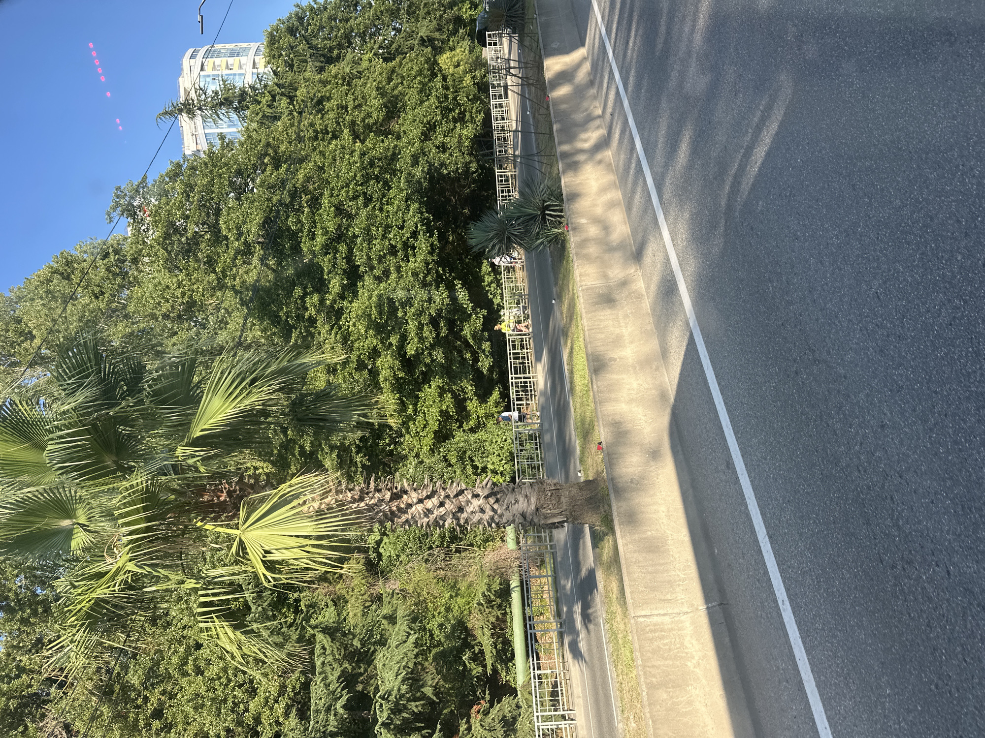 The image depicts a section of a multi-lane road in Sochi, Russia, likely adjacent to a park or wooded area. The road is bordered by a concrete barrier on the right and a metal fence on the left, separating it from a pedestrian walkway or bike path. Lush green trees, including a prominent palm tree in the foreground, line the area behind the fence. A multi-story building with glass windows and balconies is visible in the background, towering over the trees. Several individuals are seen walking or cycling on the path beside the road. The sky is clear and blue, indicating fair weather. The overall scene suggests an urban environment with a strong presence of natural greenery.