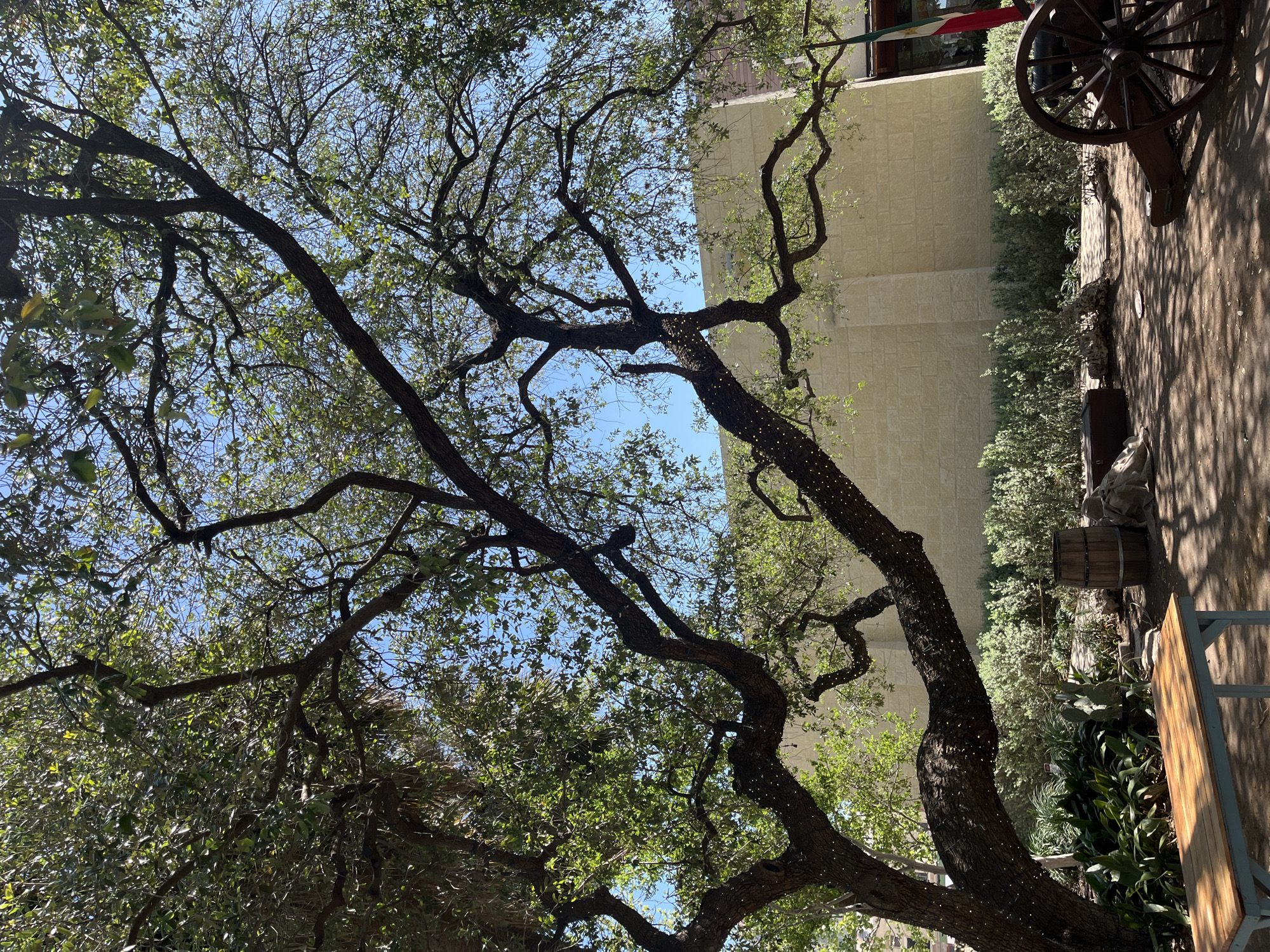 The image shows a view looking up into the branches of a tree with light-colored bark covered with strings of tiny lights. Beyond the tree, there is a tan, multi-storied stone building. A portion of a cannon's wheel is visible in the upper right corner. There is a Mexican flag on the side of the building. The setting appears to be an outdoor area, possibly a courtyard or garden. The building and cannon suggest the image was taken in or near the Alamo Plaza of San Antonio, Texas.