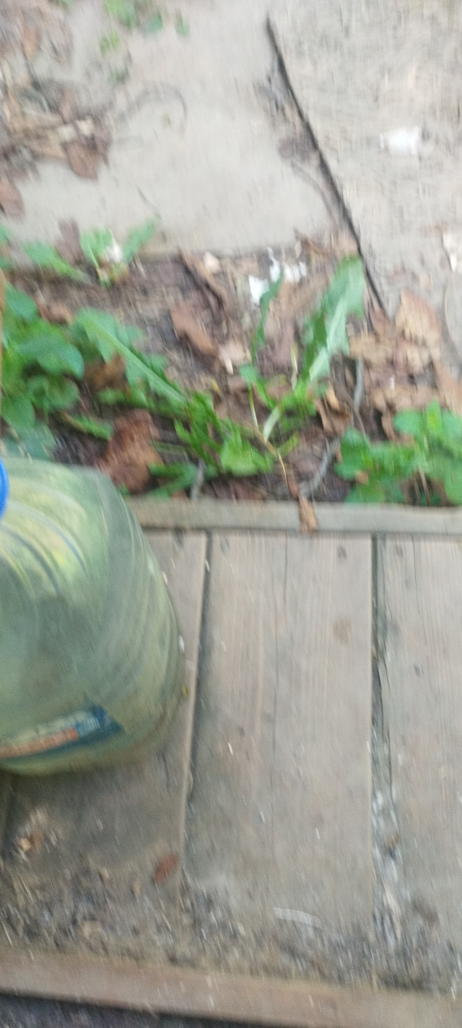 The image shows a close-up of a large, translucent plastic bottle filled with a greenish liquid. The bottle has a blue cap and a label with some text that is difficult to read due to blurriness. The bottle is resting on a wooden surface composed of parallel planks. In the background, there is a patch of ground covered with soil, dry leaves, and green vegetation. The scene appears to be outdoors, possibly in a garden or yard, with the wooden planks suggesting a pathway or decking. The overall image is blurry, with a shallow depth of field, focusing on the bottle and the immediate surroundings. There are no people or animals visible in the image. The context of Yaroslavskaya, Russia, is not visually verifiable from the image itself.