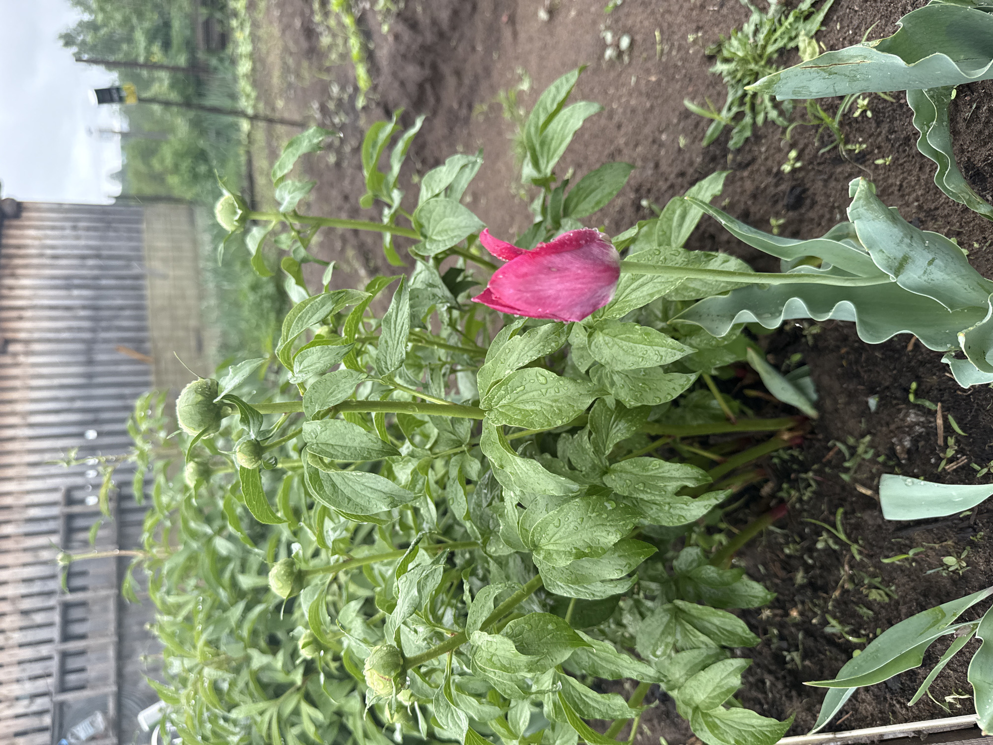 The image shows a close-up view of a plant in a garden, likely located in the city of Уральское, Russia. The main subject is a green plant with several closed buds and one partly open red flower. The leaves and buds have water droplets on them, suggesting recent rain. The background is soil and other green foliage. There is a fence and some trees visible in the distance, indicating an outdoor setting. A hosta plant is visible to the right of the main plant.