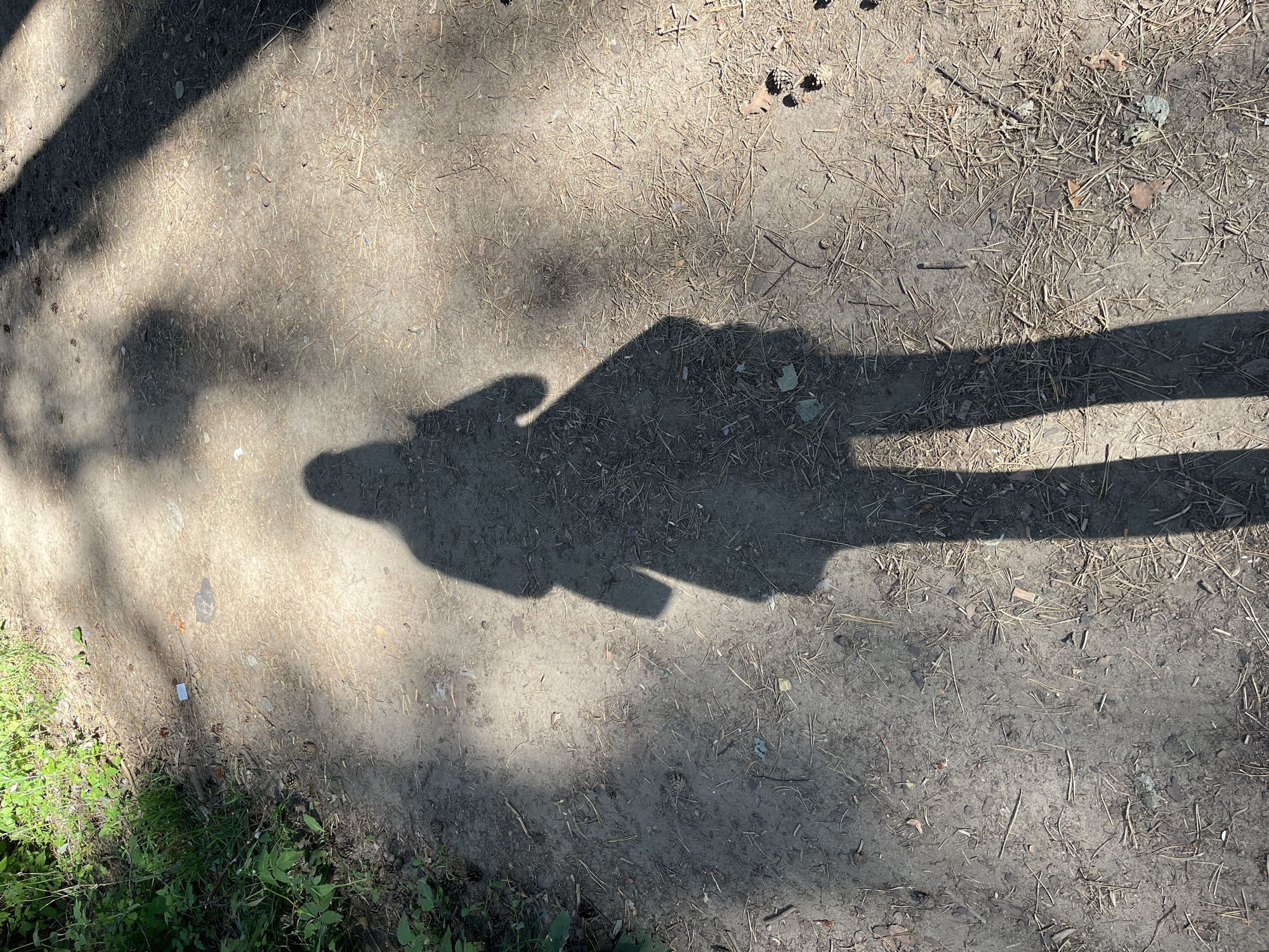 The image shows a shadow of a person casting on a dirt path in a wooded area. The path is covered with dirt, pine needles, and small debris. Sunlight filters through the trees, creating dappled shadows on the ground. The shadow appears to be of a person holding a phone. The background shows lush green foliage. The location is identified as Chaikovsky, Russia, suggesting an outdoor setting, possibly a park or forest trail within the city.