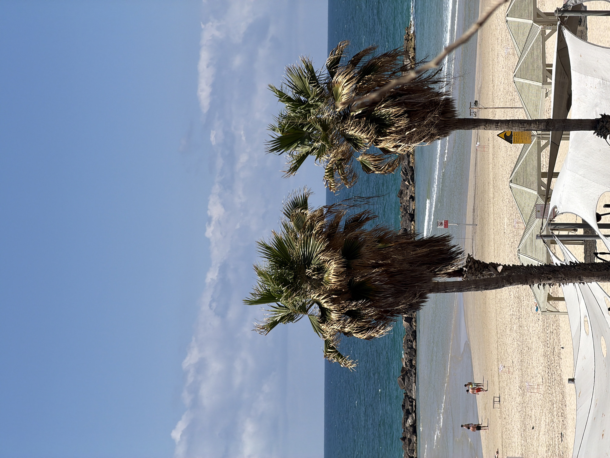 The image captures a scene at a beach in Tel-Aviv, Israel. Two palm trees are in the foreground, standing between the sea and the sandy beach. The water is clear and blue, with a line of rocks along the shore. On the beach, there are people walking and sunbathing, and some are near a row of sun shades that stretch along the shoreline. The sky is a clear blue with a few sparse clouds.