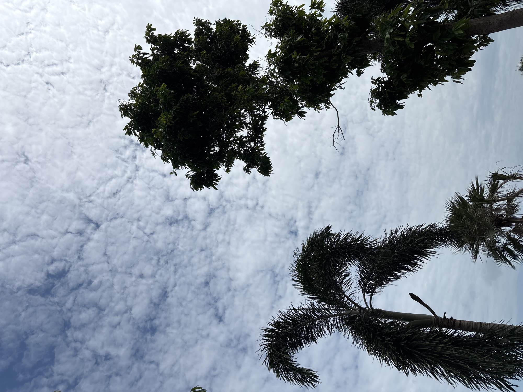 Looking up, the image captures a cloudy sky in บ้านบางรักษ์, Thailand. Dominating the view are the tops of trees, including palm trees, silhouetted against the sky. The clouds are numerous and somewhat patchy.