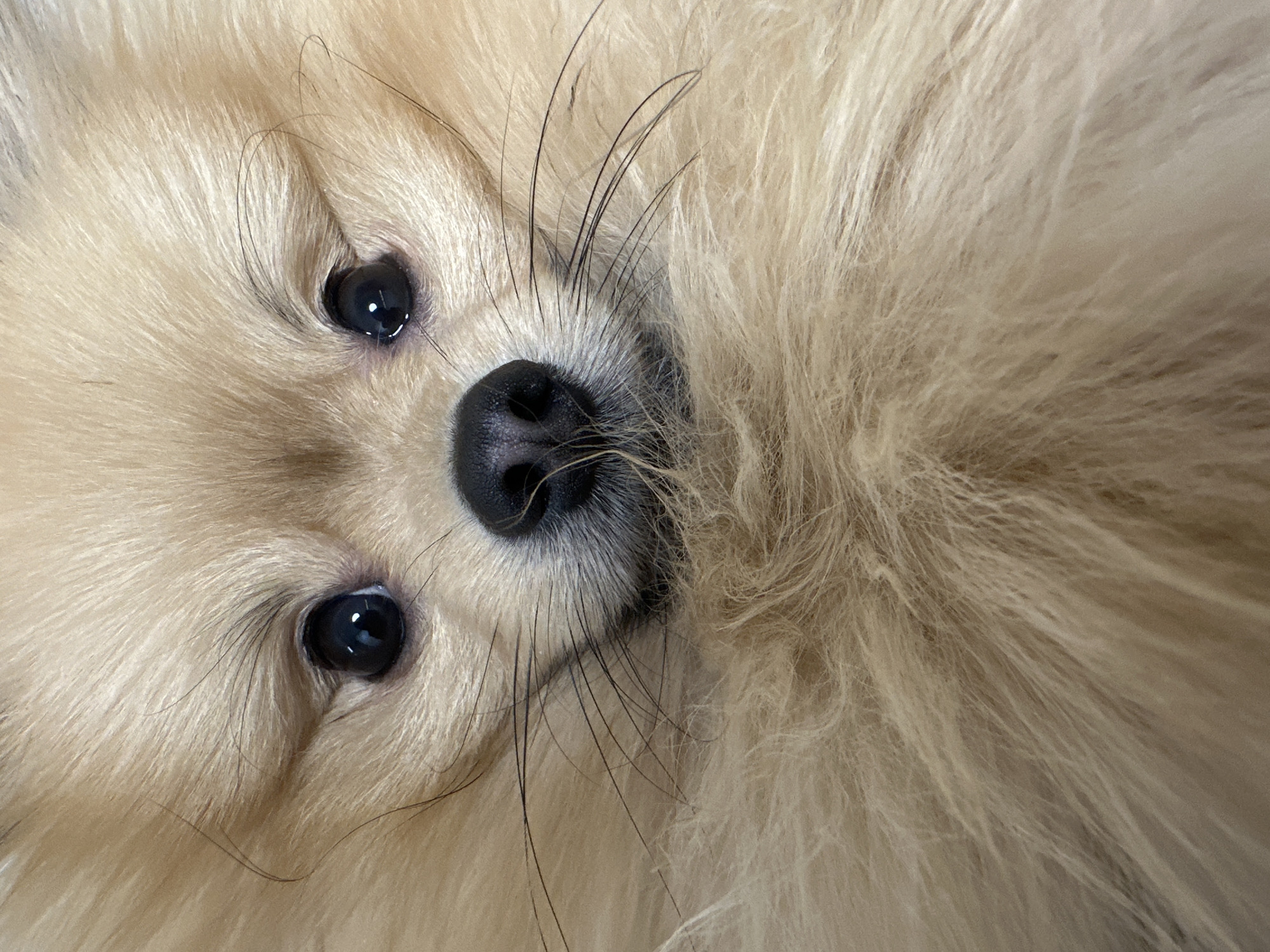 A close-up, upside-down photograph shows the face of a cream-colored Pomeranian dog. The dog's eyes are dark and glossy, and its nose is black and slightly damp. Long, thin whiskers extend from the muzzle. The dog's fur is fluffy and dense. No other details about location or people are present.