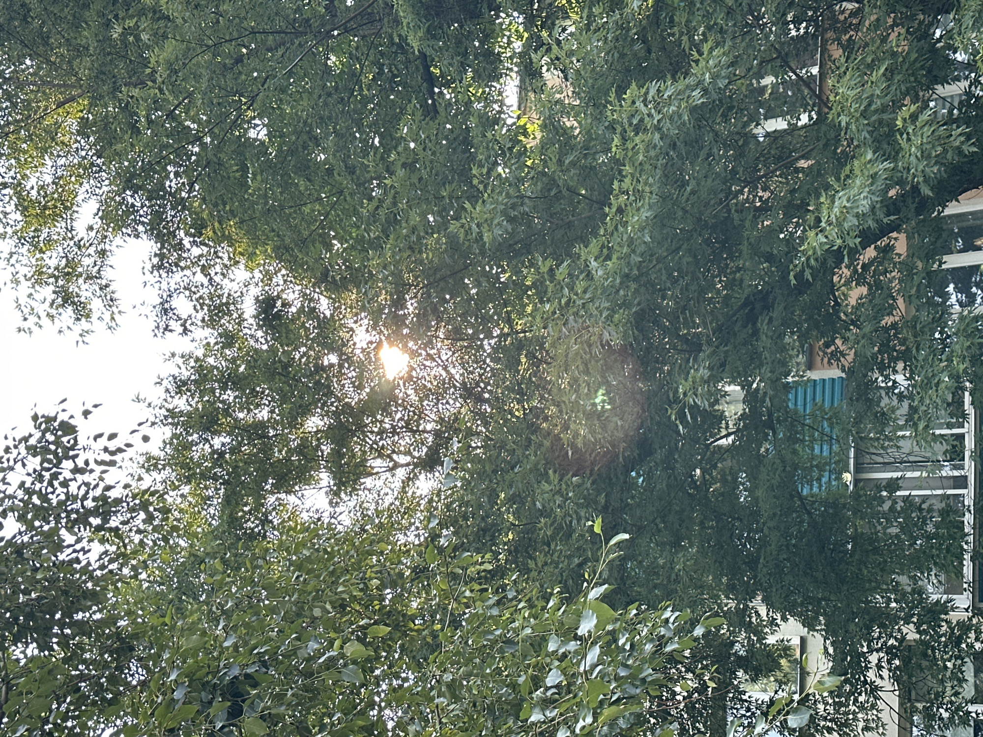The image shows a close-up view of dense green tree foliage obscuring a building's facade. Sunlight streams through the leaves, creating a lens flare effect. The building appears to be multi-story, with windows and turquoise-colored shutters visible. The architectural style suggests an urban environment, possibly in Minsk, Belarus, given the typical building designs in Eastern European cities. No people are present in the image. The scene depicts a natural element, trees, partially concealing man-made structures.
