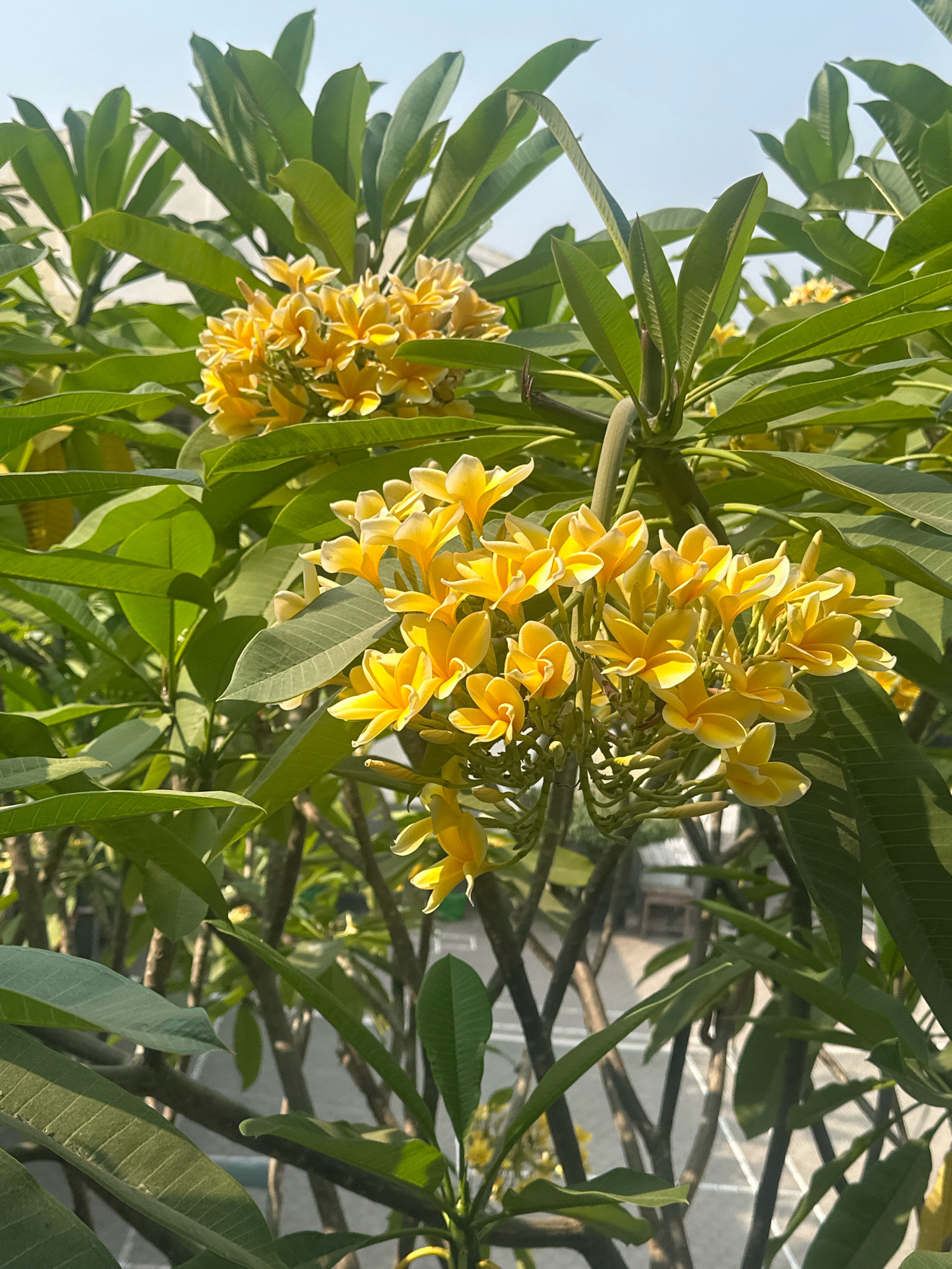 A medium shot captures a cluster of vibrant yellow frangipani flowers blooming amidst lush green foliage. The flowers, with their delicate petals tinged with white at the edges, are arranged in bunches, creating a striking visual against the backdrop of broad, veined leaves. The sunlight filters through the leaves, casting dappled shadows and highlighting the texture of the petals. In the blurred background, elements of a city environment are visible, including buildings and what appear to be paved areas, suggesting an urban or suburban setting. The image is taken from a slightly elevated perspective, looking up into the tree canopy. The overall impression is one of natural beauty thriving within a man-made environment, possibly in the city of Mojokerto, Indonesia, known for its tropical climate that supports such flora.